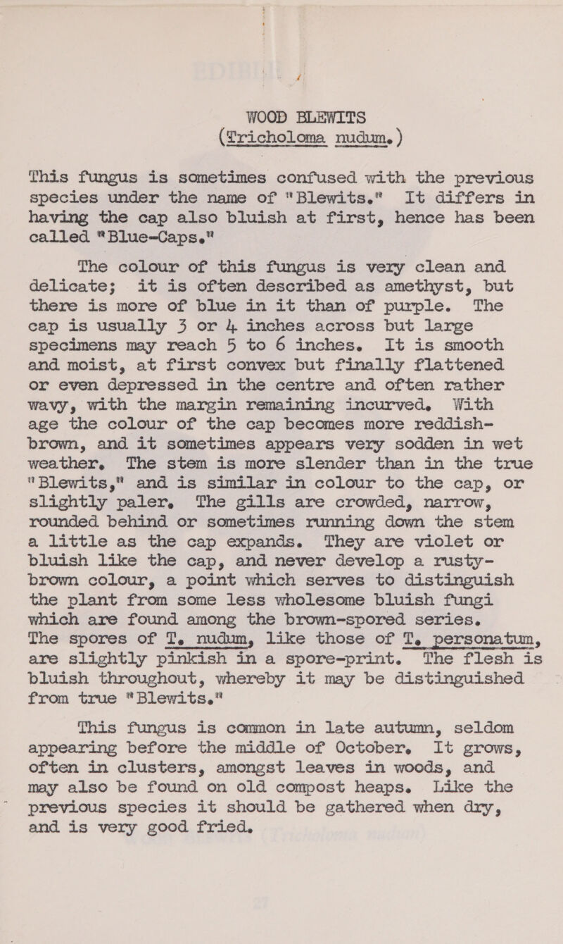 ¢ WOOD BLEWITS (Lricholoma nudum. ) This fungus is sometimes confused with the previous species under the name of “Blewits.” It differs in having the cap also bluish at first, hence has been called “Blue-Caps.” The colour of this fungus is very clean and delicate; it is often described as amethyst, but there is more of blue in it than of purple. The cap is usually 3 or 4 inches across but large specimens may reach 5 to 6 inches. It is smooth and moist, at first convex but finally flattened or even depressed in the centre and often rather wavy, with the margin remaining incurved, With age the colour of the cap becomes more reddish- brown, and it sometimes appears very sodden in wet weather, The stem is more slender than in the true Blewits,” and is similar in colour to the cap, or slightly paler, The gills are crowded, narrow, rounded behind or sometimes running down the stem a little as the cap expands. They are violet or bluish like the cap, and never develop a rusty- brown colour, a point which serves to distinguish the plant from some less wholesome bluish fungi which are found among the brown-spored series. The spores of I, nudum, like those of T, personatum, are slightly pinkish in a spore=-print. The flesh is bluish throughout, i it may be distinguished from true *Blewits.” This fungus is common in late autumn, seldom appearing before the middle of October, It grows, often in clusters, amongst leaves in woods, and may also be found on old compost heaps. Like the previous species it should be gathered when dry, and is very good fried.