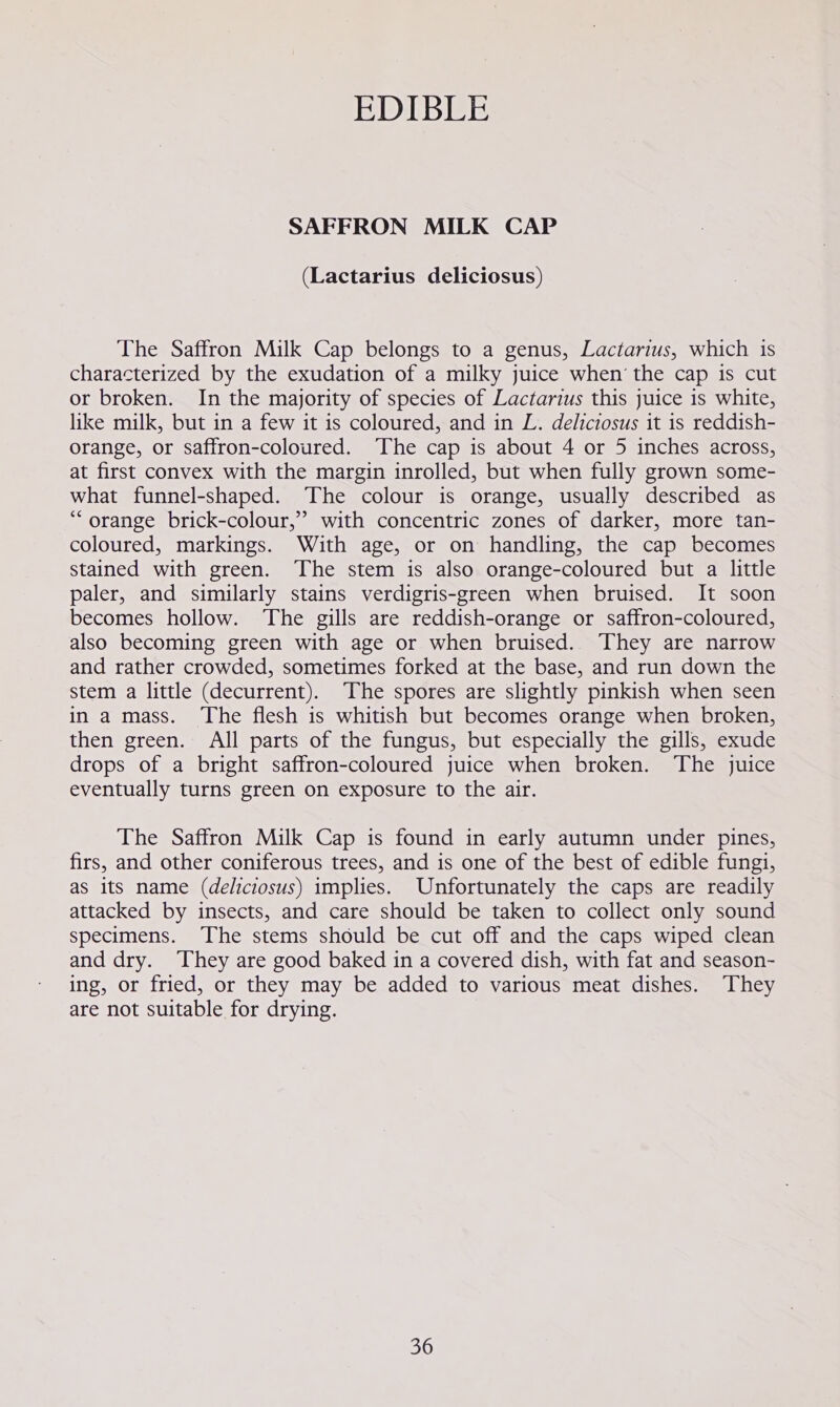 SAFFRON MILK CAP (Lactarius deliciosus) The Saffron Milk Cap belongs to a genus, Lactarius, which is characterized by the exudation of a milky juice when the cap is cut or broken. In the majority of species of Lactarius this juice is white, like milk, but in a few it is coloured, and in L. deliciosus it is reddish- orange, or saffron-coloured. The cap is about 4 or 5 inches across, at first convex with the margin inrolled, but when fully grown some- what funnel-shaped. The colour is orange, usually described as “orange brick-colour,” with concentric zones of darker, more tan- coloured, markings. With age, or on handling, the cap becomes stained with green. The stem is also orange-coloured but a little paler, and similarly stains verdigris-green when bruised. It soon becomes hollow. The gills are reddish-orange or saffron-coloured, also becoming green with age or when bruised. They are narrow and rather crowded, sometimes forked at the base, and run down the stem a little (decurrent). The spores are slightly pinkish when seen in a mass. The flesh is whitish but becomes orange when broken, then green. All parts of the fungus, but especially the gills, exude drops of a bright saffron-coloured juice when broken. The juice eventually turns green on exposure to the air. The Saffron Milk Cap is found in early autumn under pines, firs, and other coniferous trees, and is one of the best of edible fungi, as its name (deliciosus) implies. Unfortunately the caps are readily attacked by insects, and care should be taken to collect only sound specimens. The stems should be cut off and the caps wiped clean and dry. ‘They are good baked in a covered dish, with fat and season- ing, or fried, or they may be added to various meat dishes. They are not suitable for drying.