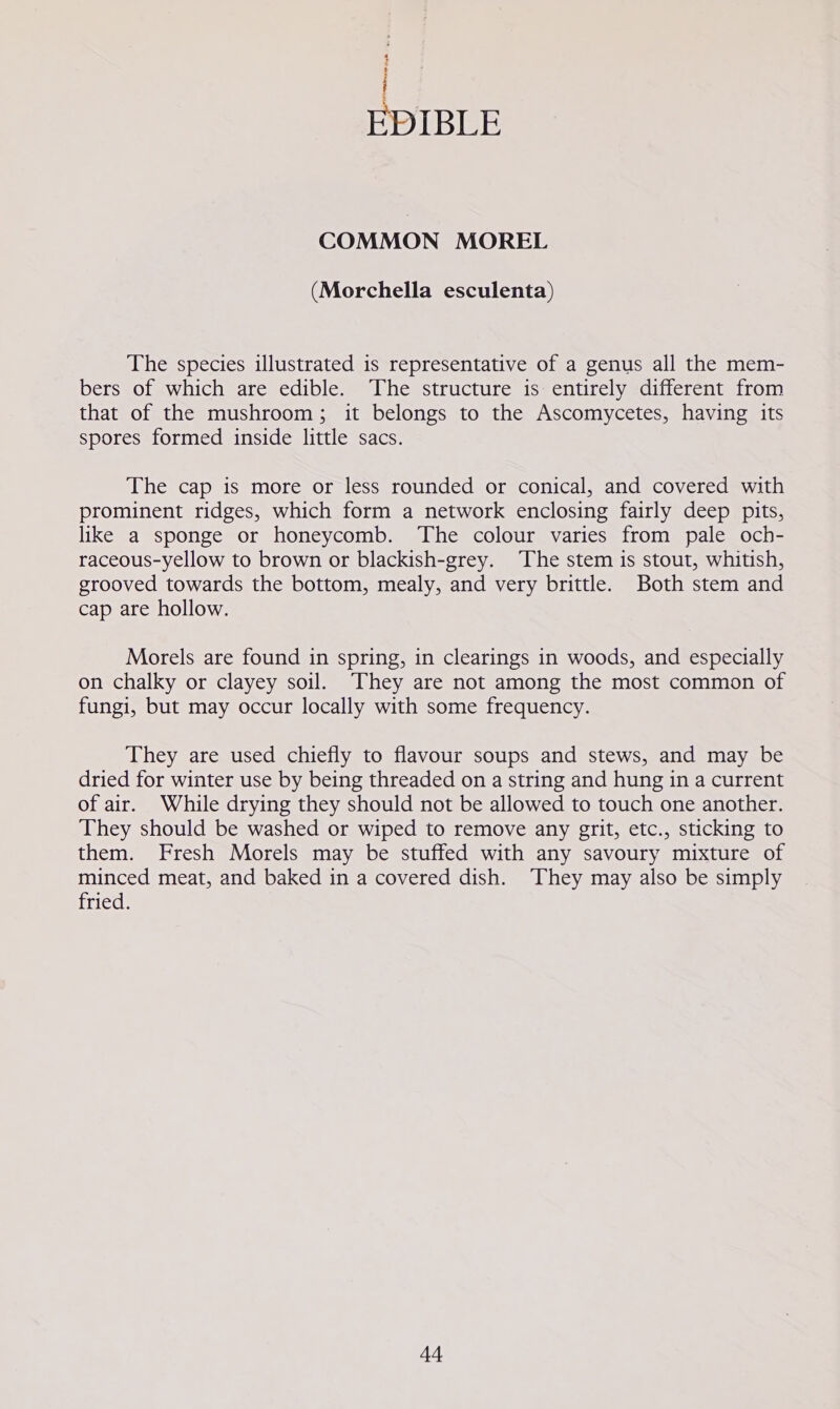hina COMMON MOREL (Morchella esculenta) The species illustrated is representative of a genus all the mem- bers of which are edible. The structure is entirely different from that of the mushroom; it belongs to the Ascomycetes, having its spores formed inside little sacs. The cap is more or less rounded or conical, and covered with prominent ridges, which form a network enclosing fairly deep pits, like a sponge or honeycomb. The colour varies from pale och- raceous-yellow to brown or blackish-grey. The stem is stout, whitish, grooved towards the bottom, mealy, and very brittle. Both stem and cap are hollow. Morels are found in spring, in clearings in woods, and especially on chalky or clayey soil. They are not among the most common of fungi, but may occur locally with some frequency. They are used chiefly to flavour soups and stews, and may be dried for winter use by being threaded on a string and hung in a current of air. While drying they should not be allowed to touch one another. They should be washed or wiped to remove any grit, etc., sticking to them. Fresh Morels may be stuffed with any savoury mixture of minced meat, and baked in a covered dish. ‘They may also be simply data.