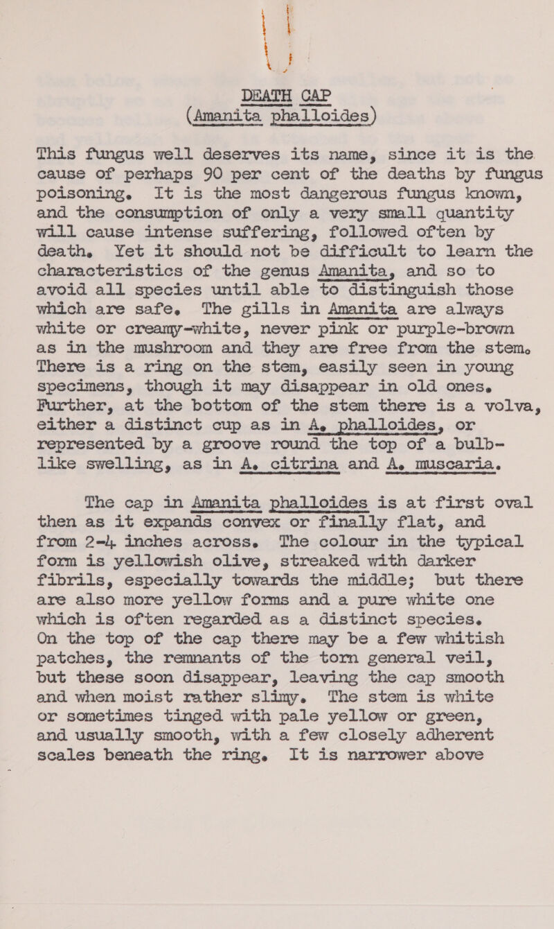 \ 7 \ : DEATH CAP (Amanita phalloides) This fungus well deserves its name, since it is the cause of perhaps 90 per cent of the deaths by fungus poisoning. It is the most dangerous fungus know, and the consumption of only a very small quantity will cause intense suffering, followed often by death, Yet it should not be difficult to learn the characteristics of the genus Amanita, and so to avoid all species until able to distinguish those which are safe. The gills in Amanita are always white or creamy-white, never pink or purple-brown as in the mushroom and they are free from the stem. There is a ring on the stem, easily seen in young specimens, though it may disappear in old ones, Further, at the bottom of the stem there is a volva, either a distinct cup as in A, phalloides, or represented by a groove round the top of a bulb- like swelling, as in A. citrina and A. muscaria. The cap in Amanita phalloides is at first oval then as it expands convex or finally flat, and from 2-. inches across. The colour in the typical form is yellowish olive, streaked with darker fibrils, especially towards the middle; but there are also more yellow forms and a pure white one which is often regarded as a distinct species. On the top of the cap there may be a few whitish patches, the remnants of the torn general veil, but these soon disappear, leaving the cap smooth and when moist rather slimy. The stem is white or sometimes tinged with pale yellow or green, and usually smooth, with a few closely adherent scales beneath the ring, It is narrower above