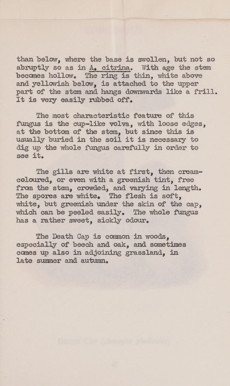 than below, where the base is swollen, but not so abruptly so as in A, citrina. With age the stem becomes hollow, The ring is thin, white above and yellowish below, is attached to the upper part of the stem and hangs downwards like a frill. It is very easily rubbed off. The most characteristic feature of this fungus is the cup-like volva, with loose edges, at the bottom of the stem, but since this is usually buried in the soil it is necessary to dig up the whole fungus carefully in order to see it. The gills are white at first, then cream- coloured, or even with a greenish tint, free from the stem, crowded, and varying in length. The spores are white, The flesh is soft, white, but greenish under the skin of the cap, which can be peeled easily. The whole fungus has a rather sweet, sickly odour, The Death Cap is common in woods, especially of beech and oak, and sometimes comes up also in adjoining grassland, in late summer and autumn,