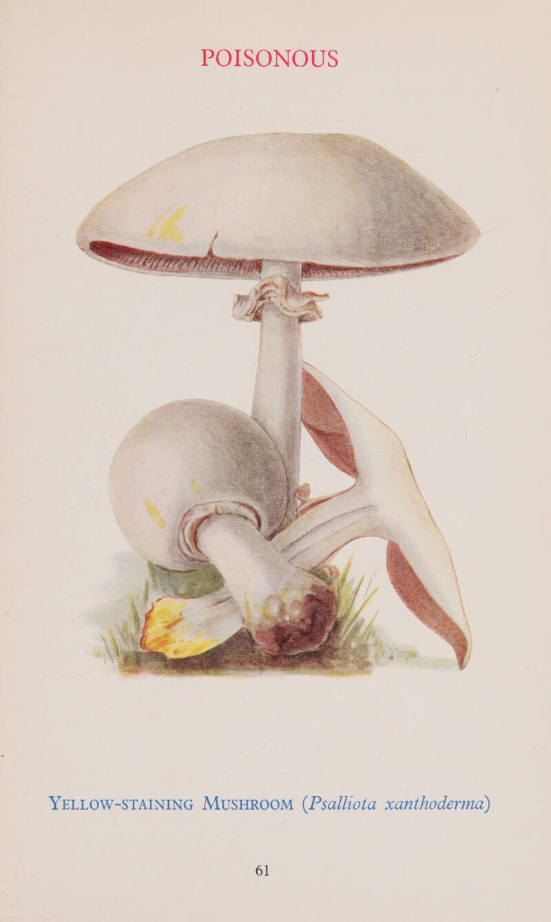 es Ss _ ies i ees a ek oS on abs .  YELLOW-STAINING MUSHROOM (Psalliota xanthoderma)
