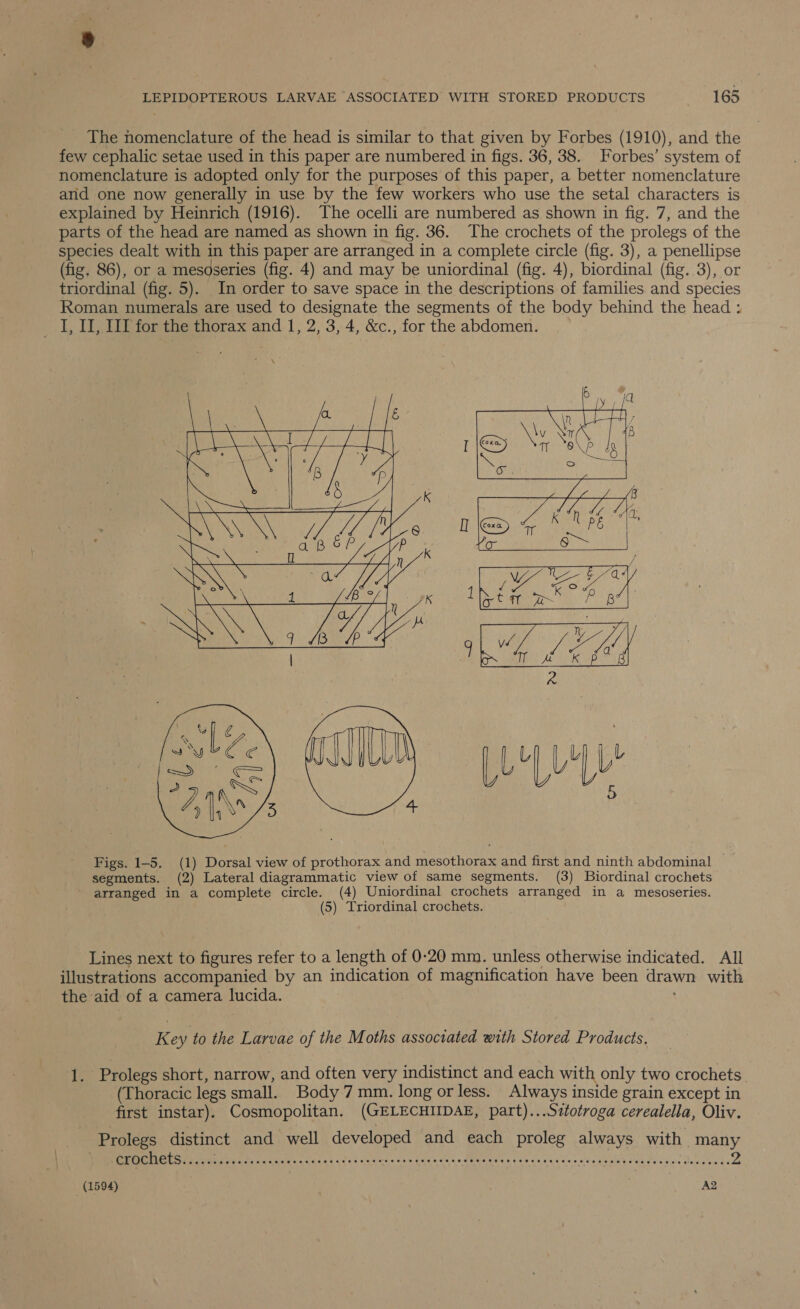 _ The nomenclature of the head is similar to that given by Forbes (1910), and the few cephalic setae used in this paper are numbered in figs. 36, 38. Forbes’ system of nomenclature is adopted only for the purposes of this paper, a better nomenclature and one now generally in use by the few workers who use the setal characters is explained by Heinrich (1916). The ocelli are numbered as shown in fig. 7, and the parts of the head are named as shown in fig. 36. The crochets of the prolegs of the species dealt with in this paper are arranged in a complete circle (fig. 3), a penellipse (fig. 86), or a mesoseries (fig. 4) and may be uniordinal (fig. 4), biordinal (fig. 3), or triordinal (fig. 5). In order to save space in the descriptions of families. and species Roman numerals are used to designate the segments of the body behind the head ; _ I, I, II for the thorax and 1, 2, 3, 4, &amp;c., for the abdomen.   Figs. 1-5. (1) Dorsal view of prothorax and mesothorax and first and ninth abdominal segments. (2) Lateral diagrammatic view of same segments. (3) Biordinal crochets ' arranged in a complete circle. (4) Uniordinal crochets arranged in a mesoseries. (5) Triordinal crochets. Lines next to figures refer to a length of 0-20 mm. unless otherwise indicated. All illustrations accompanied by an indication of magnification have been drawn with the aid of a camera lucida. Key to the Larvae of the Moths associated with Stored Products, 1. Prolegs short, narrow, and often very indistinct and each with only two crochets (Thoracic legs small. Body 7 mm. long or less. Always inside grain except in first instar). Cosmopolitan. (GELECHIIDAE, part)...Sztotroga cerealella, Oliv. | Prolegs distinct and well developed and each proleg always with many GUO Oh te Oh, cu tteVu sce nd sok kn dens oa tacenenedReael hi tedscayces EMER TREE Cane Douce 2 (1594) 3 | , Ag