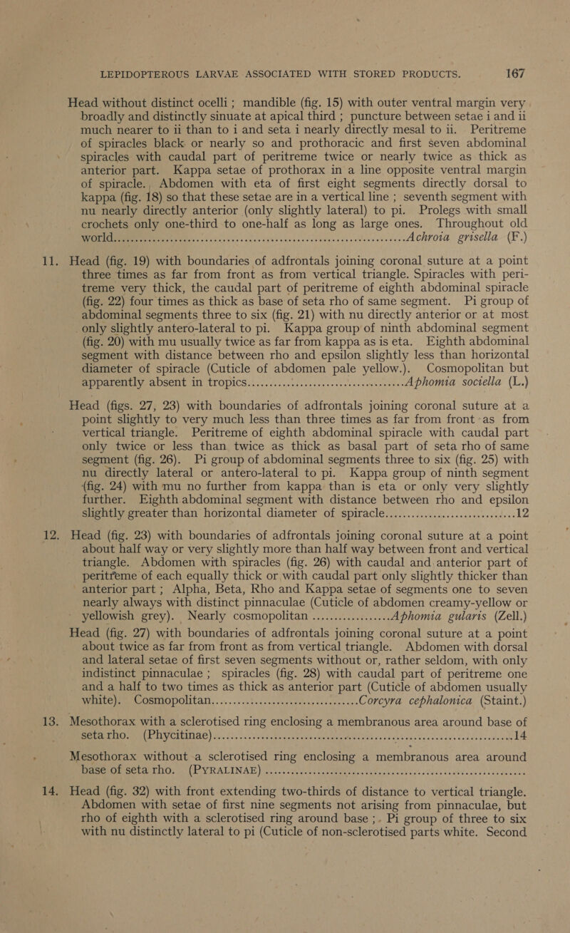Head without distinct ocelli ; mandible (fig. 15) with outer ventral margin very broadly and distinctly sinuate at apical third ; puncture between setae i and ii much nearer to ii than to 1 and seta i nearly directly mesal to 11. Peritreme of spiracles black or nearly so and prothoracic and first seven abdominal spiracles with caudal part of peritreme twice or nearly twice as thick as anterior part. Kappa setae of prothorax in a line opposite ventral margin of spiracle., Abdomen with eta of first eight segments directly dorsal to kappa (fig. 18) ) so that these setae are in a vertical line ; seventh segment with nu nearly directly anterior (only slightly lateral) to pi. Prolegs with small crochets only one-third to one-half as long as large ones. Throughout old CT CON, ARIE ag 2 Achrota grisella (F.) Head (fig. 19) with boundaries of adfrontals joining coronal suture at a point three times as far from front as from vertical triangle. Spiracles with peri- treme very thick, the caudal part of peritreme of eighth abdominal spiracle (fig. 22) four times as thick as base of seta rho of same segment. Pi group of abdominal segments three to six (fig. 21) with nu directly anterior or at most only slightly antero-lateral to pi. Kappa group of ninth abdominal segment (fig. 20) with mu usually twice as far from kappa as iseta. Eighth abdominal segment with distance between rho and epsilon slightly less than horizontal diameter of spiracle (Cuticle of abdomen pale era Cosmopolitan but Pate ey ADSeME ID TLOPICS2 2.5.60. 0 ieee ee sce aves nantueevles Aphomia sociella (last Head (figs. 27, 23) with boundaries of adfrontals joining coronal suture at a point slightly to very much less than three times as far from front’as from vertical triangle. Peritreme of eighth abdominal spiracle with caudal part only twice or less than twice as thick as basal part of seta rho of same segment (fig. 26). Pi group of abdominal segments three to six (fig. 25) with nu directly lateral or antero-lateral to pi. Kappa group of ninth segment (fig. 24) with mu no further from kappa than is eta or only very slightly further. Eighth abdominal segment with distance between rho and epsilon Buoy ereacer than horizontal diameter of spiracles iii... .....je..-cseceseccdess 12 Head (fig. 23) with boundaries of adfrontals joining coronal suture at a point about half way or very slightly more than half way between front and vertical triangle. Abdomen with spiracles (fig. 26) with caudal and,anterior part of peritreme of each equally thick or with caudal part only slightly thicker than anterior part ; Alpha, Beta, Rho and Kappa setae of segments one to seven nearly always with distinct pinnaculae (Cuticle of abdomen creamy-yellow or yellowish grey). Nearly cosmopolitan .................. Aphomia gularis (Zell.) Head (fig. 27) with boundaries of adfrontals joining coronal suture at a point about twice as far from front as from vertical triangle. Abdomen with dorsal and lateral setae of first seven segments without or, rather seldom, with only indistinct pinnaculae ;_ spiracles (fig. 28) with caudal part of peritreme one and a half to two times as thick as anterior part (Cuticle of abdomen usually ELE COMM OOUCATL. . oc. Svc ene ouceeaink ciédareaen Corcyra cephalonica (Staint.) Mesothorax with a sclerotised ring enclosing a membranous area around base of eerie ON VaEEALIAE) She. Si See et ers IRL aie vb Dek phe Sela sb ag) Gen ds fe odeowe 14 Mesothorax without .a sclerotised ring enclosing a PONE ers area around base of seta rho. (PYRALINAE) ee ee tees eereseeee erases eseeseeeereeeseeeeweeee eS eseeeeeeeeseees Head (fig. 32) with front extending two-thirds of distance to vertical triangle. Abdomen with setae of first nine segments not arising from pinnaculae, but rho of eighth with a sclerotised ring around base ;. Pi group of three to six with nu distinctly lateral to pi (Cuticle of non-sclerotised parts white. Second