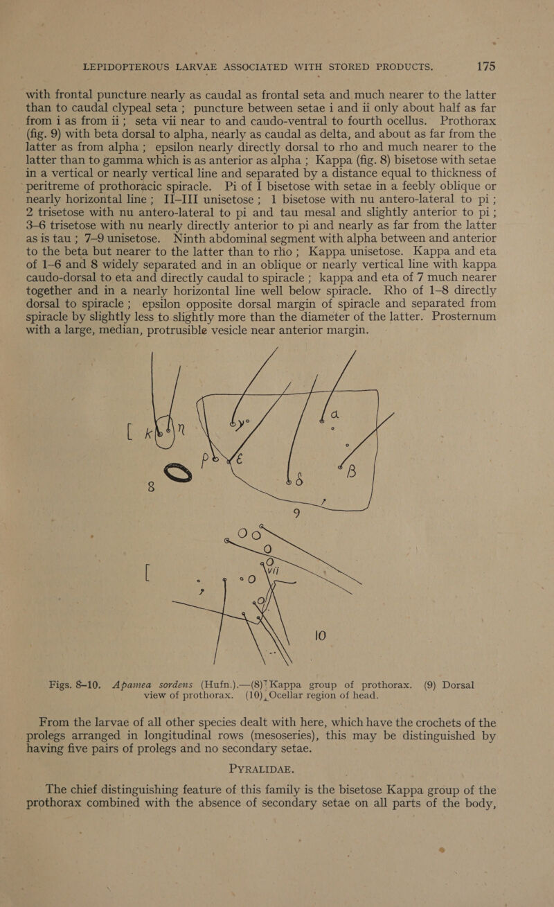 with frontal puncture nearly as caudal as frontal seta and much nearer to the latter than to caudal clypeal seta; puncture between setae i and ii only about half as far from i as from 11; seta vii near to and caudo-ventral to fourth ocellus. Prothorax (fig. 9) with beta dorsal to alpha, nearly as caudal as delta, and about as far from the latter as from alpha; epsilon nearly directly dorsal to rho and much nearer to the latter than to gamma which is as anterior as alpha ; Kappa (fig. 8) bisetose with setae in a vertical or nearly vertical line and separated by a distance equal to thickness of peritreme of prothoracic spiracle. Pi of I bisetose with setae in a feebly oblique or nearly horizontal line; II-III unisetose; 1 bisetose with nu antero-lateral to pi ; 2 trisetose with nu antero-lateral to pi and tau mesal and slightly anterior to pi ; 3-6 trisetose with nu nearly directly anterior to pi and nearly as far from the latter as is tau ; 7-9 unisetose. Ninth abdominal segment with alpha between and anterior to the beta but nearer to the latter than to rho; Kappa unisetose. Kappa and eta of 1-6 and 8 widely separated and in an oblique or nearly vertical line with kappa caudo-dorsal to eta and directly caudal to spiracle ; kappa and eta of 7 much nearer together and in a nearly horizontal line well below spiracle. Rho of 1-8 directly dorsal to spiracle ; epsilon opposite dorsal margin of spiracle and separated from spiracle by slightly less to slightly more than the diameter of the latter. Prosternum with a large, median, protrusible vesicle near anterior margin.  Figs. 8-10. Apamea sordens (Hufn.).—(8)* Kappa group of prothorax. (9) Dorsal view of prothorax. (10), Ocellar region of head. From the larvae of all other species dealt with here, which have the crochets of the | prolegs arranged in longitudinal rows (mesoseries), this may be distinguished by having five pairs of prolegs and no secondary setae. PYRALIDAE. The chief distinguishing feature of this family is the bisetose Kappa group of the prothorax combined with the absence of secondary setae on all parts of the body,