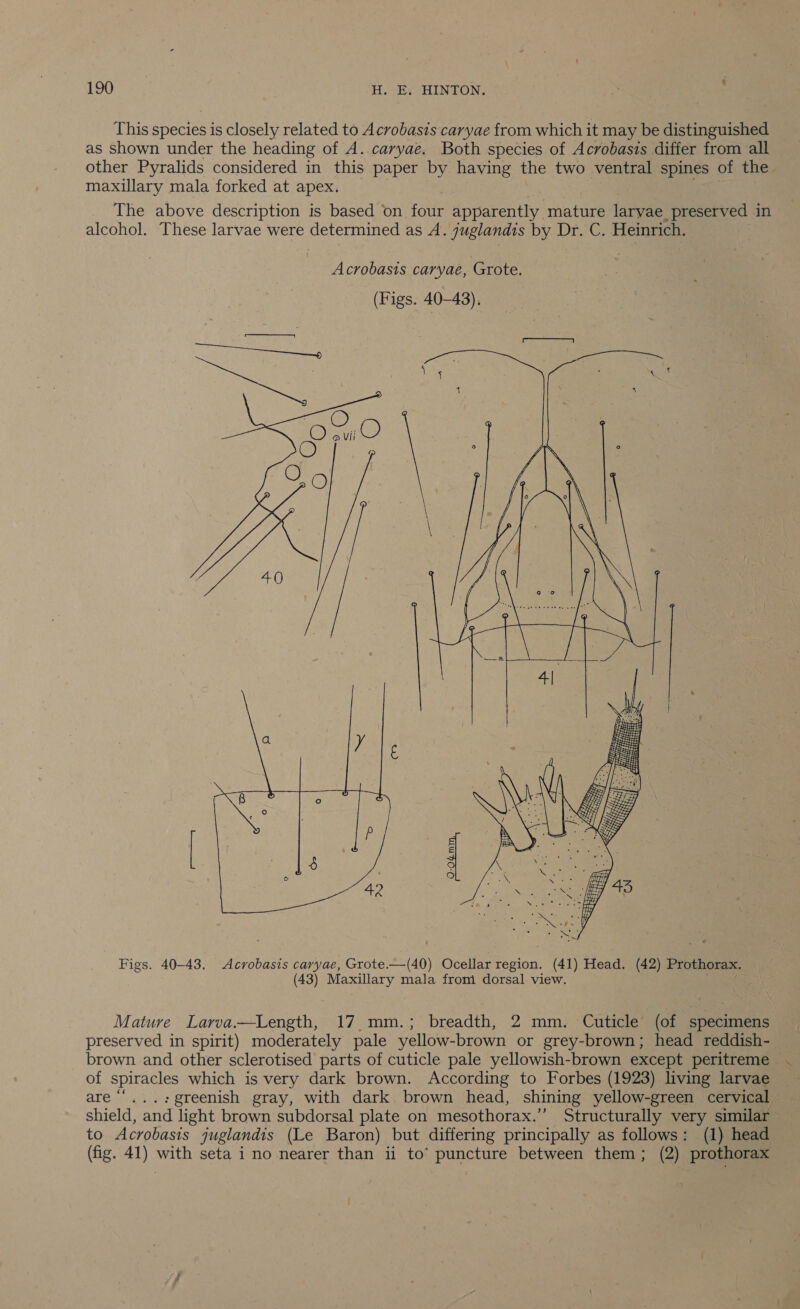 This species is closely related to Acrobasts caryae from which it may be distinguished as shown under the heading of A. caryae, Both species of Acrobasis differ from all other Pyralids considered in this paper by having the two ventral spines of the maxillary mala forked at apex. The above description is based on rottr apparently mature larvae preserved in alcohol. These larvae were determined as A. juglandis by Dr. C. Heinrich.  Figs. 40-43. Acvobasis caryae, Grote.—(40) Ocellar region. (41) Head. (42) Prothorax. (43) Maxillary mala from dorsal view. Mature Larvaw—Length, 17._mm.; breadth, 2 mm. Cuticle (of specimens preserved in spirit) moderately pale yellow-brown or grey-brown; head reddish- brown and other sclerotised parts of cuticle pale yellowish-brown except peritreme of spiracles which is very dark brown. According to Forbes (1923) living larvae are “‘...:greenish gray, with dark brown head, shining yellow-green cervical shield, and light brown subdorsal plate on mesothorax.’”’ Structurally very similar to Acrobasis juglandis (Le Baron) but differing principally as follows: (1) head (fig. 41) with seta i no nearer than ii to’ puncture between them; (2) prothorax