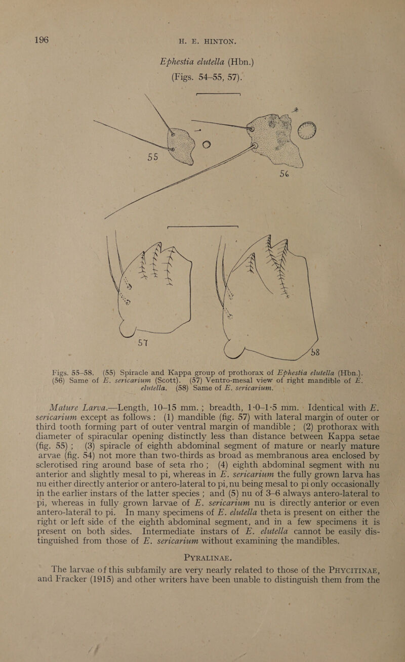 Ephestia elutella (Hbn.) (Figs. 54-55, 57).  Figs. 55-58. (55) Spiracle and Kappa group of prothorax of Ephestia elutella (Hbn.). (56) Same of E. sertcarium (Scott). (57) Ventro-mesal view of right mandible of E£. elutella. (58) Same of E. sericarium. Mature Larva.—Length, 10-15 mm.; breadth, 1-0-1:5 mm. » Identical with EL. sericarium except as follows: (1) mandible (fig. 57) with lateral margin of outer or third tooth forming part of outer ventral margin of mandible; (2) prothorax with diameter of spiracular opening distinctly less than distance between Kappa setae (fig. 55); (3) spiracle of eighth abdominal segment of mature or nearly mature arvae (fig. 54) not more than two-thirds as broad as membranous area enclosed by sclerotised ring around base of seta rho; (4) eighth abdominal segment with nu anterior and slightly mesal to pi, whereas in E. sericarvum the fully grown larva has nu either directly anterior or antero-lateral to pi, nu being mesal to pi only occasionally in the earlier instars of the latter species ; and (5) nu of 3-6 always antero-lateral to pi, whereas in fully grown larvae of E. sericartum nu is directly anterior or even antero-lateral to pi. In many specimens of EL. elutella theta is present on either the right or left side of the eighth abdominal segment, and in a few specimens it is present on both sides. Intermediate instars of E. elutella cannot be easily dis- tinguished from those of E. sericariuwm without examining the mandibles. PYRALINAE. The larvae of this subfamily are very nearly related to those of the PHYCITINAE, and Fracker (1915) and other writers have been unable to distinguish them from the