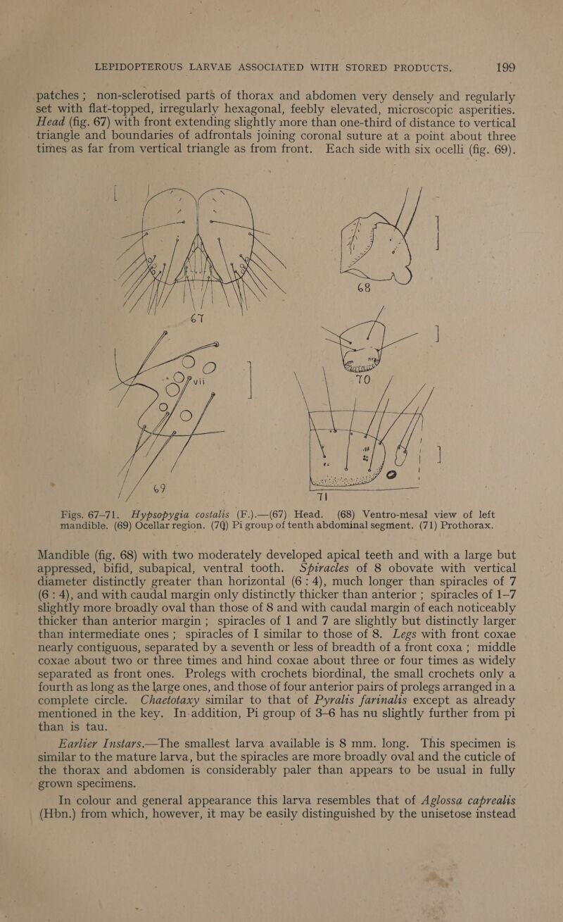 patches ; non-sclerotised parts of thorax and abdomen very densely and regularly set with flat-topped, irregularly hexagonal, feebly elevated, microscopic asperities. Head (fig. 67) with front extending slightly more than one-third of distance to vertical _ triangle and boundaries of adfrontals joining coronal suture at a point about three times as far from vertical triangle as from front. Each side with six ocelli (fig. 69).  Figs. 67-71. Hypsopygia costalis (F.).—(67) Head. (68) Ventro-mesal view of left mandible. (69) Ocellar region. (7Q) Pi group of tenth abdominal segment. (71) Prothorax. Mandible (fig. 68) with two moderately developed apical teeth and with a large but appressed, bifid, subapical, ventral tooth. S#firacles of 8 obovate with vertical diameter distinctly greater than horizontal (6: 4), much longer than spiracles of 7 (6 : 4), and with caudal margin only distinctly thicker than anterior ; spiracles of 1—7 slightly more broadly oval than those of 8 and with caudal margin of each noticeably thicker than anterior margin ; spiracles of 1 and 7 are slightly but distinctly larger than intermediate ones; spiracles of I similar to those of 8. Legs with front coxae nearly contiguous, separated by a seventh or less of breadth of a front coxa ; middle coxae about two or three times and hind coxae about three or four times .as widely separated as front ones. Prolegs with crochets biordinal, the small crochets only a fourth as long as the large ones, and those of four anterior pairs of prolegs arranged ina complete circle. Chaetotaxy similar to that of Pyralis farinalis except as already mentioned in the key. In addition, Pi group of 3-6 has nu slightly further from pi than is tau. Earlier Instars.—The smallest larva available is 8 mm. long. This specimen is similar to the mature larva, but the spiracles are more broadly oval and the cuticle of the thorax and abdomen is considerably paler than appears to be usual in fully grown specimens. In colour and general appearance this larva resembles that of Aglossa caprealis (Hbn.) from which, however, it may be easily distinguished by the unisetose instead