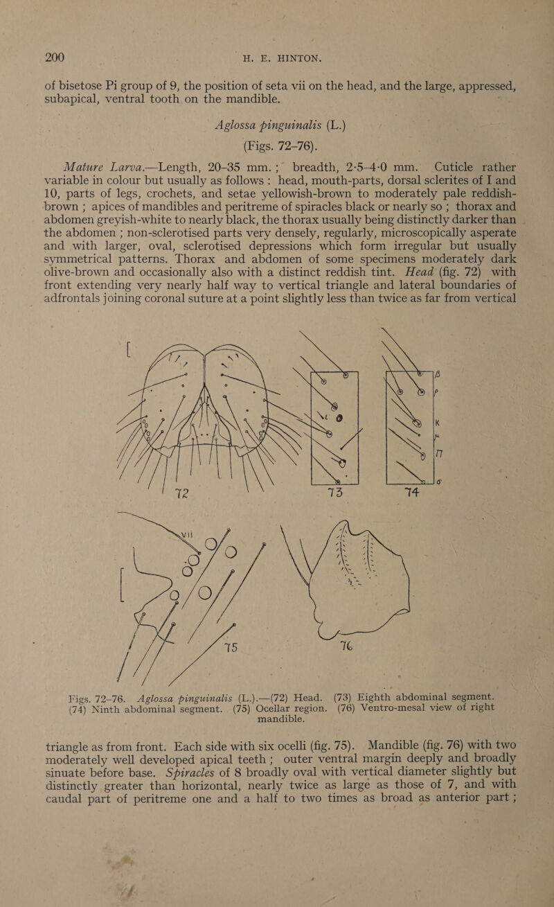 of bisetose Pi group of 9, the position of seta vii on the head, and the large, appressed, subapical, ventral tooth on the mandible. Aglossa pinguinalis (L.) (Figs. 72-76). Mature Larva.—Length, 20-35 mm.; breadth, 2:5-4-:0 mm. Cuticle rather variable in colour but usually as follows: head, mouth-parts, dorsal sclerites of I and 10, parts of legs, crochets, and setae yellowish-brown to moderately pale reddish- brown ; apices of mandibles and peritreme of spiracles black or nearly so ; thorax and abdomen greyish-white to nearly black, the thorax usually being distinctly darker than | the abdomen ; non-sclerotised parts very densely, regularly, microscopically asperate and with larger, oval, sclerotised depressions which form irregular but usually symmetrical patterns. Thorax and abdomen of some specimens moderately dark olive-brown and occasionally also with a distinct reddish tint. Head (fig. 72) with front extending very nearly half way to vertical triangle and lateral boundaries of adfrontals joining coronal suture at a point slightly less than twice as far from vertical OMERTS:  Figs. 72-76. Aglossa pinguinalis (L.).—(72) Head. (73) Eighth abdominal segment. (74) Ninth abdominal segment. (75) Ocellar region. (76) Ventro-mesal view. of right mandible. triangle as from front. Each side with six ocelli (fig. 75). Mandible (fig. 76) with two moderately well developed apical teeth ; outer ventral margin deeply and broadly sinuate before base. Spiracles of 8 broadly oval with vertical diameter slightly but distinctly greater than horizontal, nearly twice as large as those of 7, and with caudal part of peritreme one and a half to two times as broad as anterior part ;