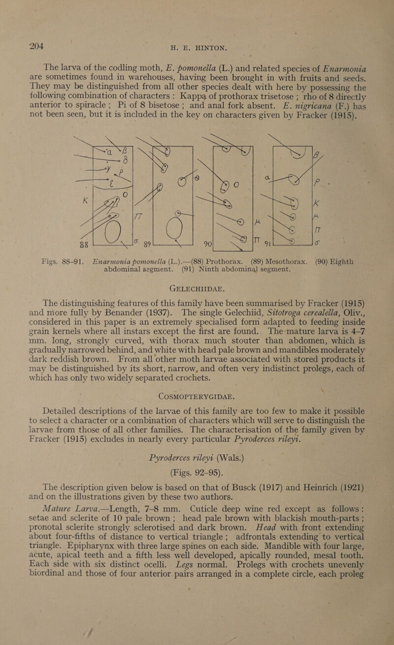 The larva of the codling moth, E. pomonella (L.) and related species of Enarmonia are sometimes found in warehouses, having been brought in with fruits and seeds. They may be distinguished from all other species dealt with here by possessing the following combination of characters : Kappa of prothorax trisetose ; rho of 8 directly anterior to spiracle ; Pi of 8 bisetose ; and anal fork absent. EF. nigricana (F.) has not been seen, but it is included in the key on characters given by Fracker (1915)  Figs. 88-91. Enarmonia pomonella (L.).—(88) Prothorax. (89) Mesothorax. (90) Eighth abdominal segment. (91) Ninth abdominal segment. GELECHIIDAE. The distinguishing features of this family have been summarised by Fracker (1915) and more fully by Benander (1937). The single Gelechiid, Sztotroga cerealella, Oliv., considered in this paper is an extremely specialised form adapted to feeding inside grain kernels where all instars except the first are found. ‘The-mature larva is 4—7 mm. long, strongly curved, with thorax much stouter than abdomen, which is gradually narrowed behind, and white with head pale brown and mandibles moderately dark reddish brown. From all other moth larvae associated with stored products it may be distinguished by its short, narrow, and often very indistinct prolegs, each of which has only two widely separated crochets. | \ COSMOPTERYGIDAE. Detailed descriptions of the larvae of this family are too few to make it possible to select a character or a combination of characters which will serve to distinguish the - larvae from those of all other families. The characterisation of the family given by Fracker (1915) excludes in nearly every particular Pyroderces rileyt. Pyroderces rileyi (Wals.) (Figs. 92-95). The description given below is based on that of Busck (1917) and Heinrich (1921) and on the illustrations given by these two authors. Mature Larva.—Length, 7-8 mm. Cuticle deep wine red except as follows: setae and sclerite of 10 pale brown; head pale brown with blackish mouth-parts ; pronotal sclerite strongly sclerotised and dark brown. Head with front extending about four-fifths of distance to vertical triangle; adfrontals extending to vertical triangle. Epipharynx with three large spines on each side. Mandible with four large, — acute, apical teeth and a fifth less well developed, apically rounded, mesal tooth. Each side with six distinct ocelli. Legs normal. Prolegs with crochets unevenly biordinal and those of four anterior pairs arranged in a complete circle, each proleg