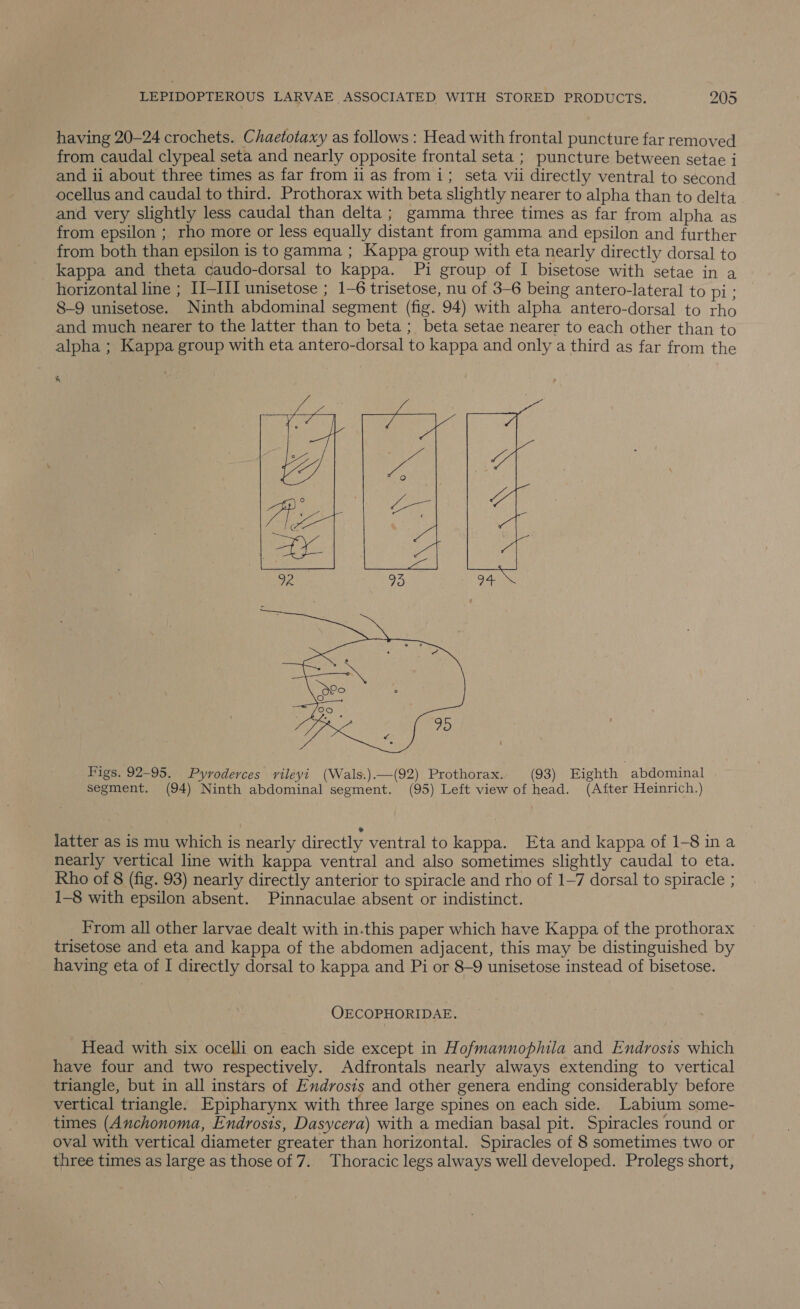 having 20-24 crochets. Chaetotaxy as follows : Head with frontal puncture far removed from caudal clypeal seta and nearly opposite frontal seta ; puncture between setae i and ii about three times as far from ii as from i; seta vii directly ventral to second ocellus and caudal to third. Prothorax with beta slightly nearer to alpha than to delta and very slightly less caudal than delta; gamma three times as far from alpha as from epsilon ; rho more or less equally distant from gamma and epsilon and further from both than epsilon is to gamma ; Kappa group with eta nearly directly dorsal to kappa and theta caudo-dorsal to kappa. Pi group of I bisetose with setae in a horizontal line ; II-III unisetose ; 1-6 trisetose, nu of 3-6 being antero-lateral to pin 8-9 unisetose. Ninth abdominal segment (fig. 94) with alpha antero-dorsal to rho and much nearer to the latter than to beta; beta setae nearer to each other than to alpha ; Kappa group with eta antero-dorsal to kappa and only a third as far from the &amp;  Figs. 92-95. Pyvoderces rileyi (Wals.).—(92) Prothorax. (93) Eighth | abdominal segment. (94) Ninth abdominal segment. (95) Left view of head. (After Heinrich.) latter as is mu which is nearly directly ventral to kappa. Eta and kappa of 1-Sina nearly vertical line with kappa ventral and also sometimes slightly caudal to eta. Rho of 8 (fig. 93) nearly directly anterior to spiracle and rho of 1-7 dorsal to spiracle ; 1-8 with epsilon absent. Pinnaculae absent or indistinct. From all other larvae dealt with in.this paper which have Kappa of the prothorax trisetose and eta and kappa of the abdomen adjacent, this may be distinguished by having eta of I directly dorsal to kappa and Pi or 8-9 unisetose instead of bisetose. OECOPHORIDAE. Head with six ocelli on each side except in Hofmannophila and Endrosis which have four and two respectively. Adfrontals nearly always extending to vertical triangle, but in all instars of Endvosis and other genera ending considerably before vertical triangle. Epipharynx with three large spines on each side. Labium some- times (Anchonoma, Endrosis, Dasycera) with a median basal pit. Spiracles round or oval with vertical diameter greater than horizontal. Spiracles of 8 sometimes two or three times as large as those of 7. Thoracic legs always well developed. Prolegs short,