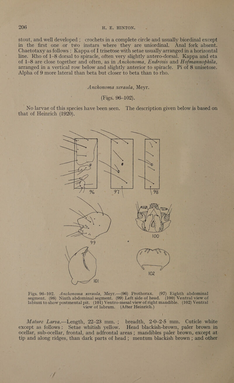 stout, and well developed ;_ crochets in a complete circle and usually biordinal except in the first one or two instars where they are uniordinal. Anal fork absent. Chaetotaxy as follows : Kappa of I trisetose with setae usually arranged in a horizontal line. Rho of 1-8 dorsal to spiracle, often very slightly antero-dorsal. Kappa and eta of 1-8 are close together and often, as in Anchonoma, Endrosis and Hofmannophila, arranged in a vertical row below and slightly anterior to spiracle. Pi of 8 unisetose. Alpha of 9 more lateral than beta but closer to beta than to rho. Anchonoma xeraula, Meyr. (Figs. 96-102). No larvae of this species have been seen. The description given below is based on that of Heinrich (1920).  Figs. 96-102. Anchonoma xeraula, Meyr.—(96) Prothorax. (97) Eighth abdominal segment. (98) Ninth abdominal segment. (99) Left side of head. (100) Ventral view of labiumi to show postmental pit. (101) Ventro-mesal view of right mandible. (102) Ventral view of labrum. (After Heinrich.) ' Mature Larva.—Length, 22-23 mm.:;_ breadth, 2:0-2:'5 mm. Cuticle white except as follows: Setae whitish yellow. Head blackish-brown, paler brown in ocellar, sub-ocellar, frontal, and adfrontal areas ; mandibles paler brown, except at tip and along ridges, than dark parts of head ; mentum blackish brown ; and other