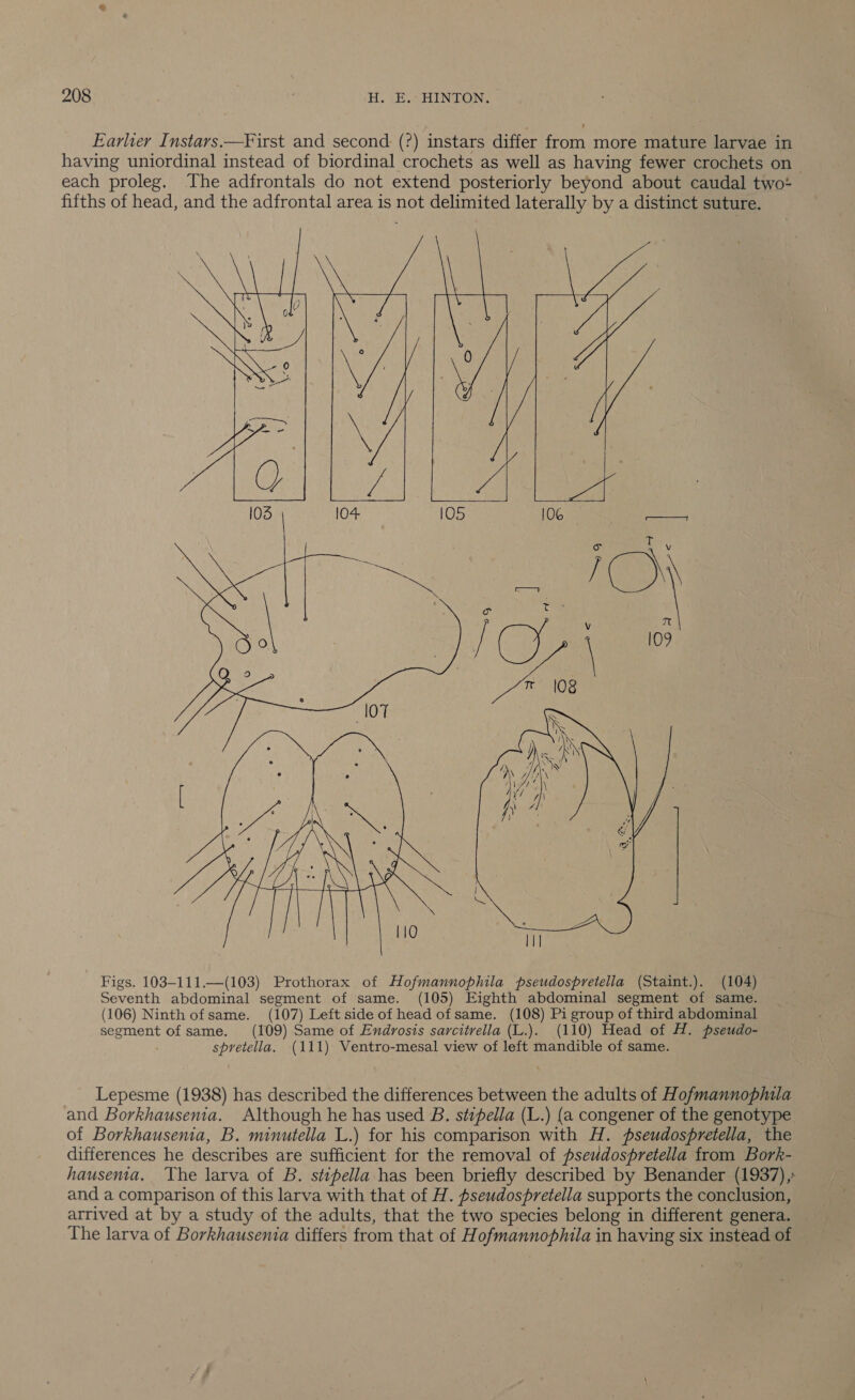 Earlier Instars.—First and second (?) instars differ from more mature larvae in having uniordinal instead of biordinal crochets as well as having fewer crochets on each proleg. The adfrontals do not extend posteriorly beyond about caudal two+ fifths of head, and the adfrontal area is not delimited laterally by a distinct suture.   Figs. 103-111.—(103) Prothorax of Hofmannophila pseudospretella (Staint.). (104) Seventh abdominal segment of same. (105) Eighth abdominal segment of same. (106) Ninth ofsame. (107) Left side of head of same. (108) Pi group of third abdominal segment of same. (109) Same of Endrvosis sarcitrella (L.). (110) Head of H. pseudo- spretella. (111) Ventro-mesal view of left mandible of same. Lepesme (1938) has described the differences between the adults of Hofmannophila and Borkhausenia. Although he has used B. stipella (L.) {a congener of the genotype of Borkhausenia, B. minutella L.) for his comparison with H. pseudospretella, the differences he describes are sufficient for the removal of pseudospretella from Bork- hausenia. ‘The larva of B. stipella has been briefly described by Benander (1937),: and a comparison of this larva with that of H. pseudospretella supports the conclusion, arrived at by a study of the adults, that the two species belong in different genera. The larva of Borkhausenia differs from that of Hofmannophila in having six instead of