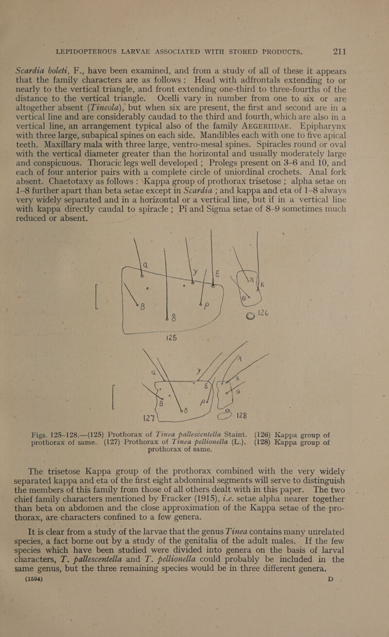 - Scardia bolett, ¥., have been examined, and from a study of all of these it appears that the family characters are as follows: Head with adfrontals extending to or nearly to the vertical triangle, and front extending one-third to three-fourths of the distance to the vertical triangle. Ocelli vary in number from one to six or are altogether absent (Timeola), but when six are present, the first and second are in a vertical line and are considerably caudad to the third and fourth, which are also in a vertical line, an arrangement typical also of the family AEGERIIDAE. Epipharynx with three large, subapical spines on each side. Mandibles each with one to five apical teeth. Maxillary mala with three large, ventro-mesal spines. Spiracles round or oval with the vertical diameter greater than the horizontal and usually moderately large and conspicuous. Thoracic legs well developed ; Prolegs present on 3-6 and 10, and each of four anterior pairs with a complete circle of uniordinal crochets. Anal fork absent. Chaetotaxy as follows : Kappa group of prothorax trisetose ; alpha setae on 1-8 further apart than beta setae except in Scardia ; and kappa and eta of 1-8 always very widely separated and in a horizontal or a vertical line, but if in a vertical line with kappa directly caudal to spiracle ; Pi and Sigma setae of 8-9 sometimes much reduced or absent.  Figs. 125-128.—(125) Prothorax of Tinea pallescentella Staint. (126) Kappa group of prothorax of same. (127) Prothorax of Tinea pellionella (L.), (128) Kappa group of prothorax of same. The trisetose Kappa group of the prothorax combined with the very widely separated kappa and eta of the first eight abdominal segments will serve to distinguish the members of this family from those of all others dealt with in this paper. The two chief family characters mentioned by Fracker (1915), z.e. setae alpha nearer together than beta on abdomen and the close approximation of the Kappa setae of the pro- thorax, are characters confined to a few genera. It is clear from a study of the larvae that the genus Tinea contains many unrelated species, a fact borne out by a study of the genitalia of the adult males. If the few species which have been studied were divided into genera on the basis of larval _ characters, T. pallescentella and T. pellionella could probably be included in the same genus, but the three remaining species would be in three different genera. (1594) | D