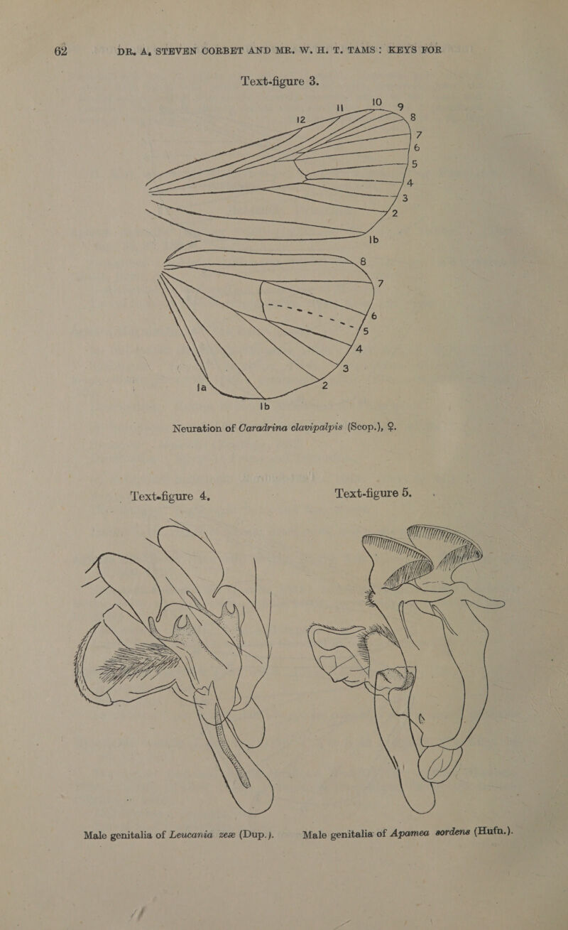  Neuration of Caradrina clavipalpis (Scop.), @. _ Textefigure 4, | Text-figure 5.  Male genitalia of Leucania zex (Dup.). Male genitalia of Apamea sordens (Hufn.).