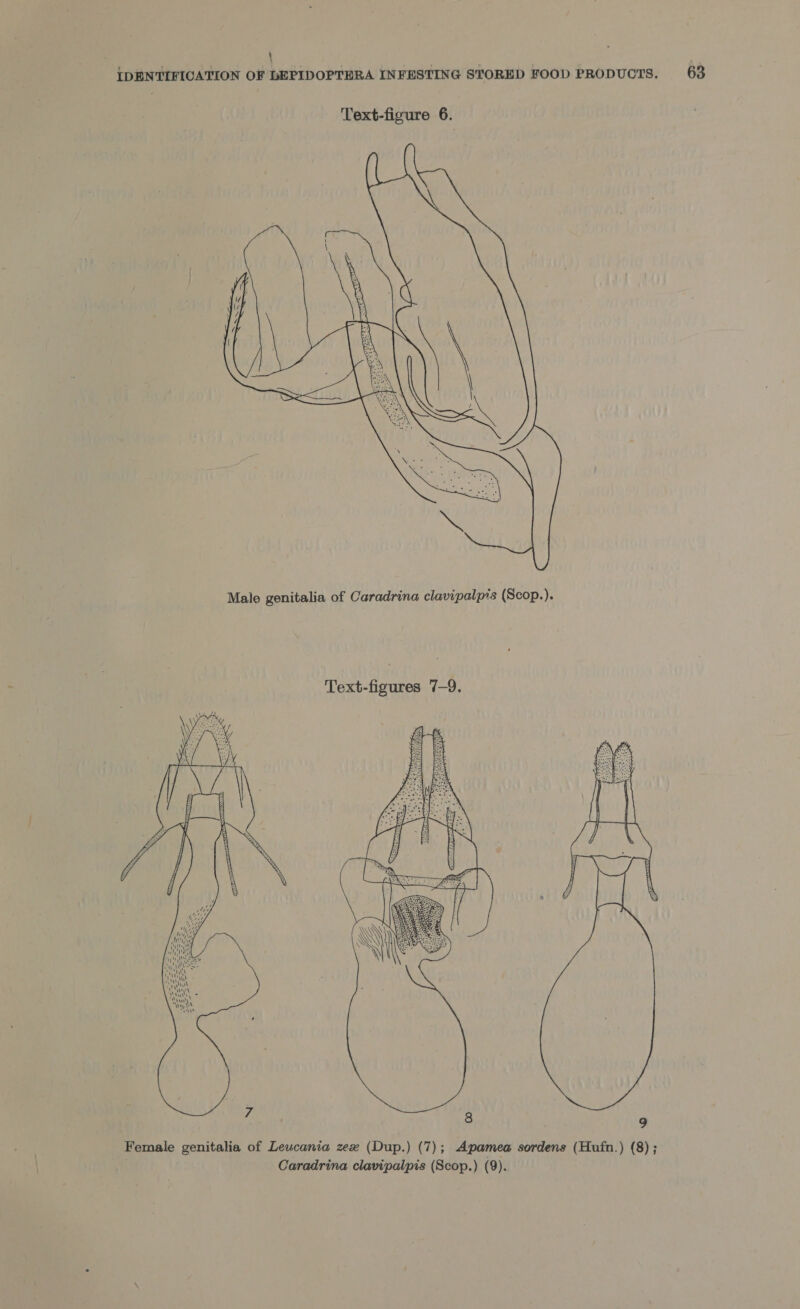 \ IDENTIFICATION OF LEPIDOPTERA INFESTING STORED FOOD PRODUCTS. 63 Text-figure 6. |  Male genitalia of Caradrina clavipalpis (Scop.). Text-figures 7-9.  g  3  | 7 Female genitalia of Leucania zex (Dup.) (7); Apamea sordens (Hufn.) (8) ; Caradrina clavipalpis (Scop.) (9) 