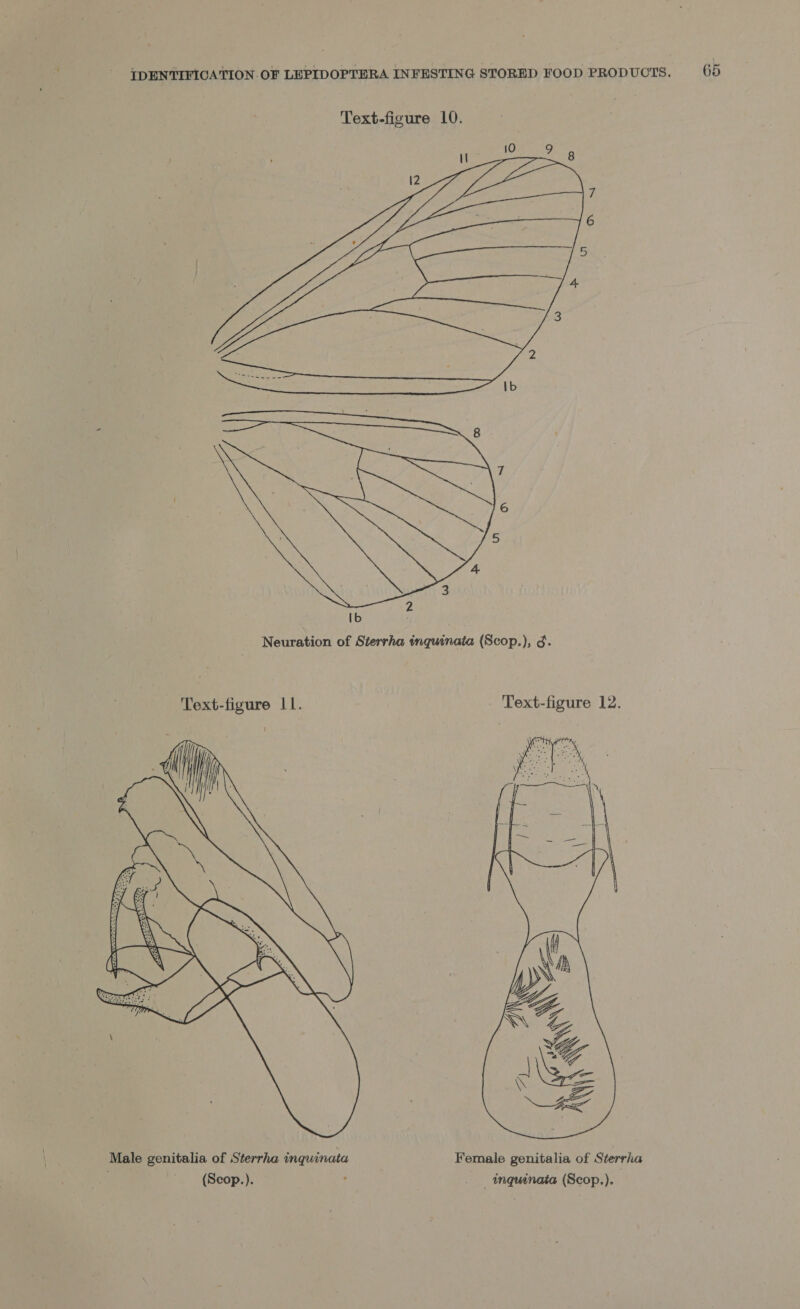  Neuration of Sterrha inquinaia (Scop.), 3. Text-figure LI. . Text-figure 12.  Male genitalia of Sterrha inquinata Female genitalia of Sterrha (Scop.). ' _ inquinata (Scop.). )