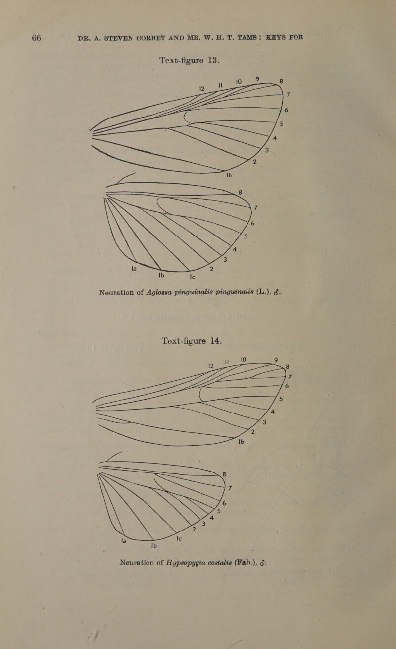 Text-figure 13. 4 oo la 2 Ib Ic Neuration of Aglossa pinguinalis pinguinalis (L.), g.  la Ic Ib Neuration of Hypsopygia costalis (Fab.), 3.