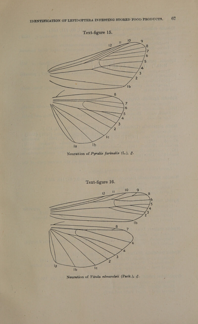 Text-figure 15. la Ib Neuration of Pyralis farinalis (L.), 3. Text-figure 16. 