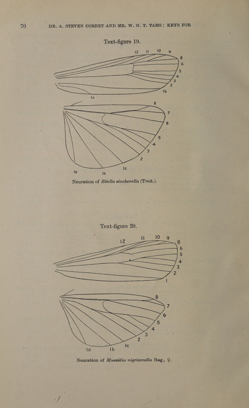 Text-figure 19. ee = = ss, Sra | Ib 8 6 5  Text-figure 20. 10 Z eee : 8 ee 6 mala 5 4 Sia a 3 2 \ la Ib Neuration of Mussidia nigrivenella Rag., 2.