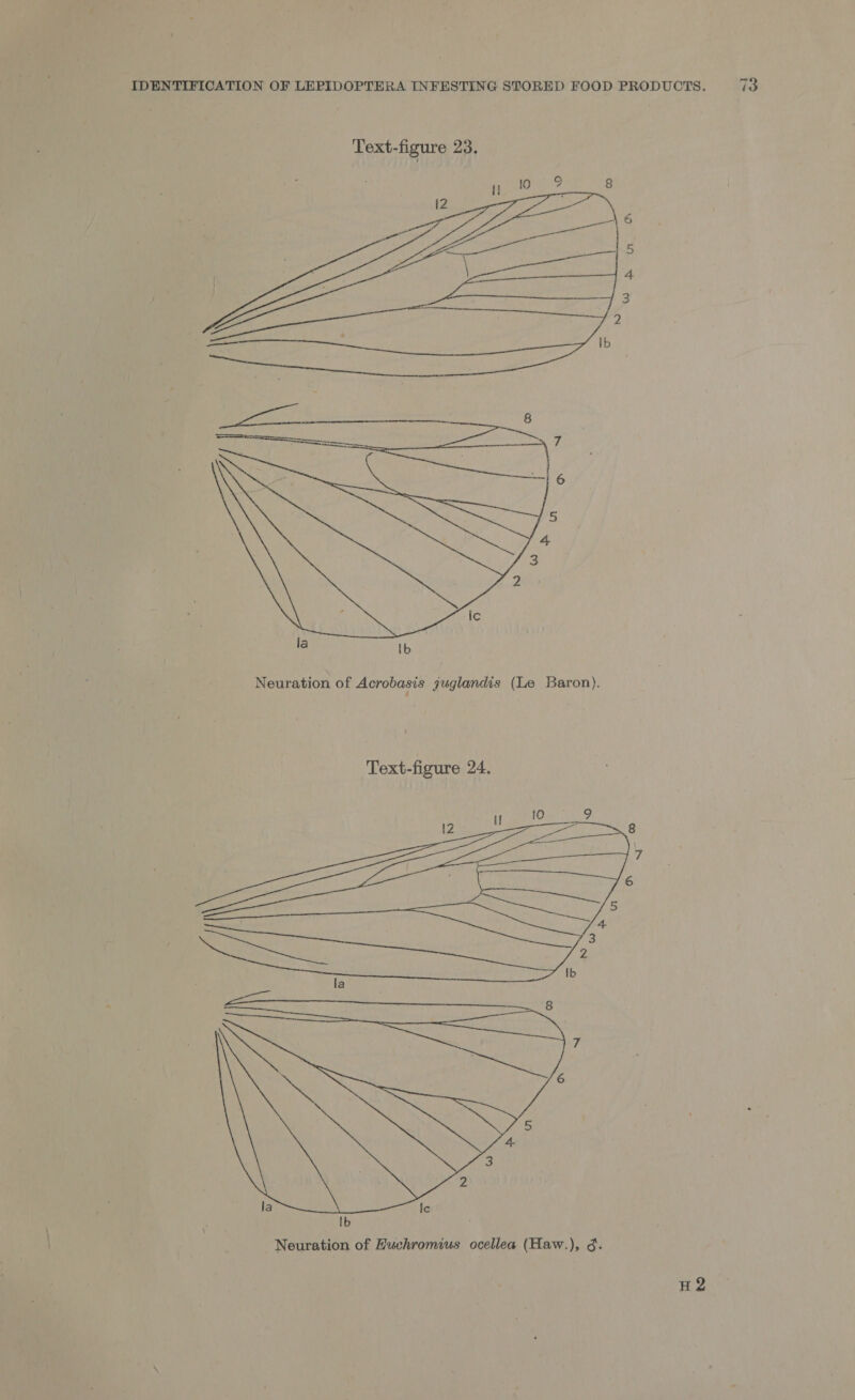  la ‘Ib Neuration of Acrobasis juglandis (Le Baron). Text-figure 24.  H2