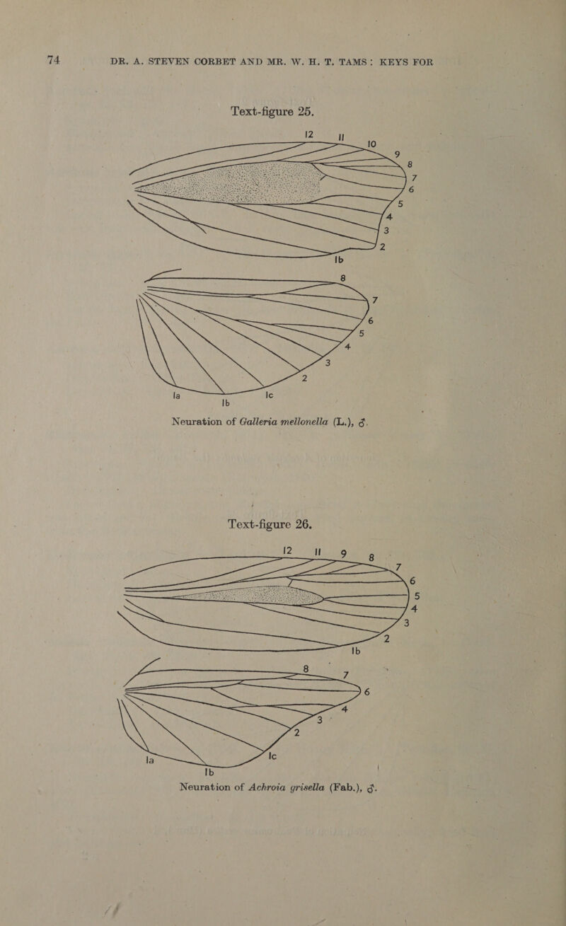 Text-figure 25,  12 10 ce eee 9 &lt;a Lae Soe os 6 la Ic Ib Neuration of Galleria mellonella (L.), 3. Text-figure 26. 12 Lene eM yt, Meee acs 7 meal aan 6 4 