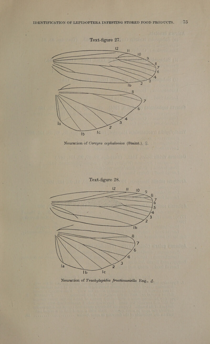 Text-figure 27. | 2 10 ee ee ee ee 9 | Bile tae ital 8 3 Ib   Neuration of Corcyra cephalonica (Staint.), @. Text-figure 28. pi ee Hee ee 8 = NX   7 e 6 cp Reinga 4 3 2 Ib 7 4 2 8 la se: Ib Ic _ Neuration of Trachylepidia fructicassiella Rag., 3. 7