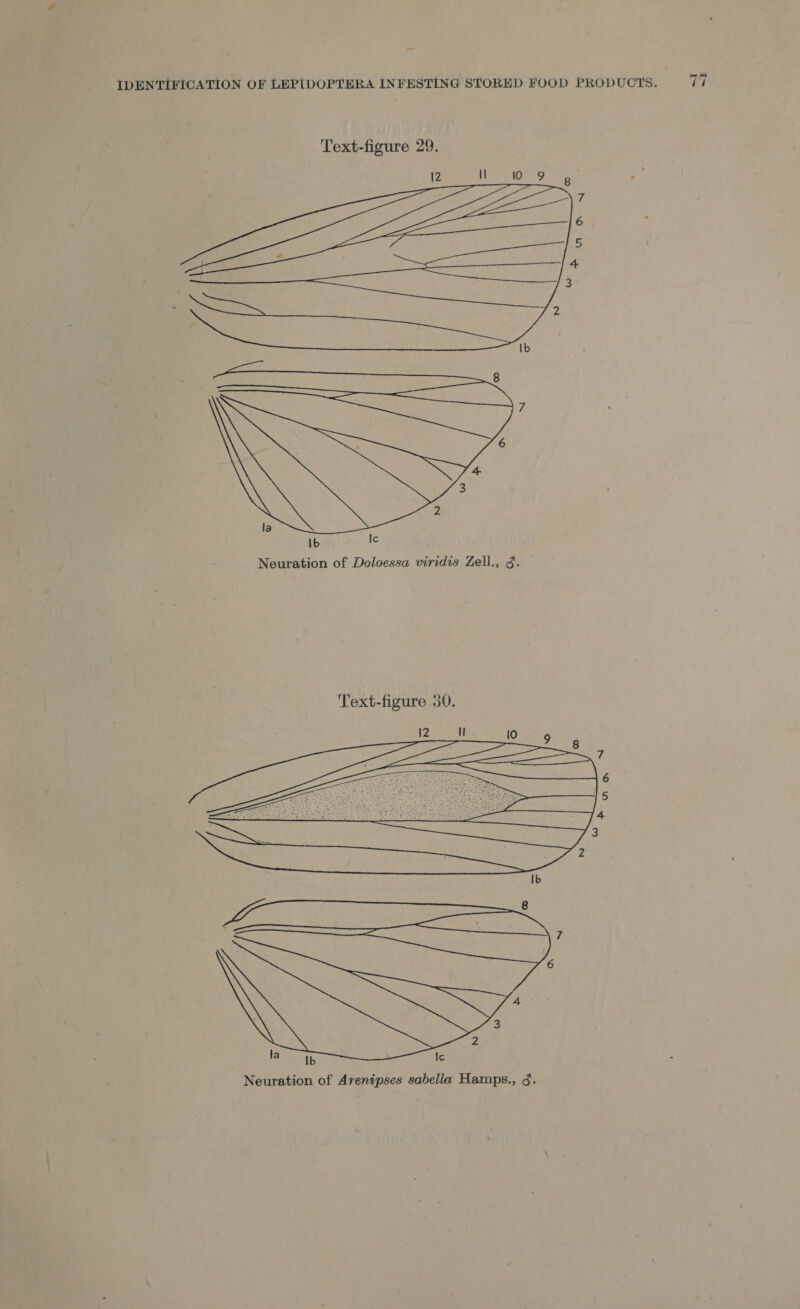 Text-figure 29. {2 I le Beer ee 6 5 4 3  ‘¢ Ib 7; 6 4 3 Zz la {b Ic Neuration of Doloessa viridis Zell., 3. Text-figure 30.   ih sae 5 ; ae ek ee eer 3 : 2 8 7 6 que. 3 2 Ib rae Re RY, la Ib ; Ic Neuration of Avenipses sabella Hamps., 3.