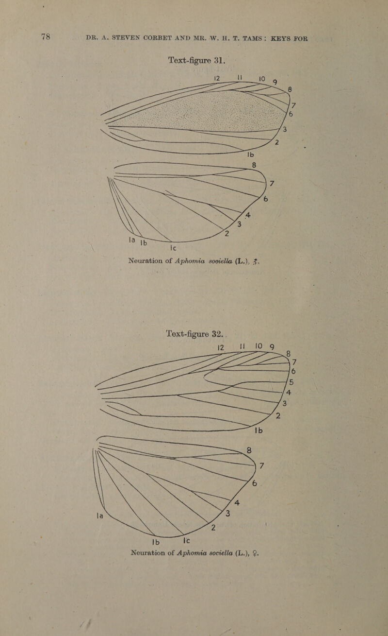 Text-figure 31.  v4 la Ib Ic Neuration of Aphomia sooiella (L.), 4. Text-figure 32. . Ib ic Neuration of Aphomia soctella (L.), 9.