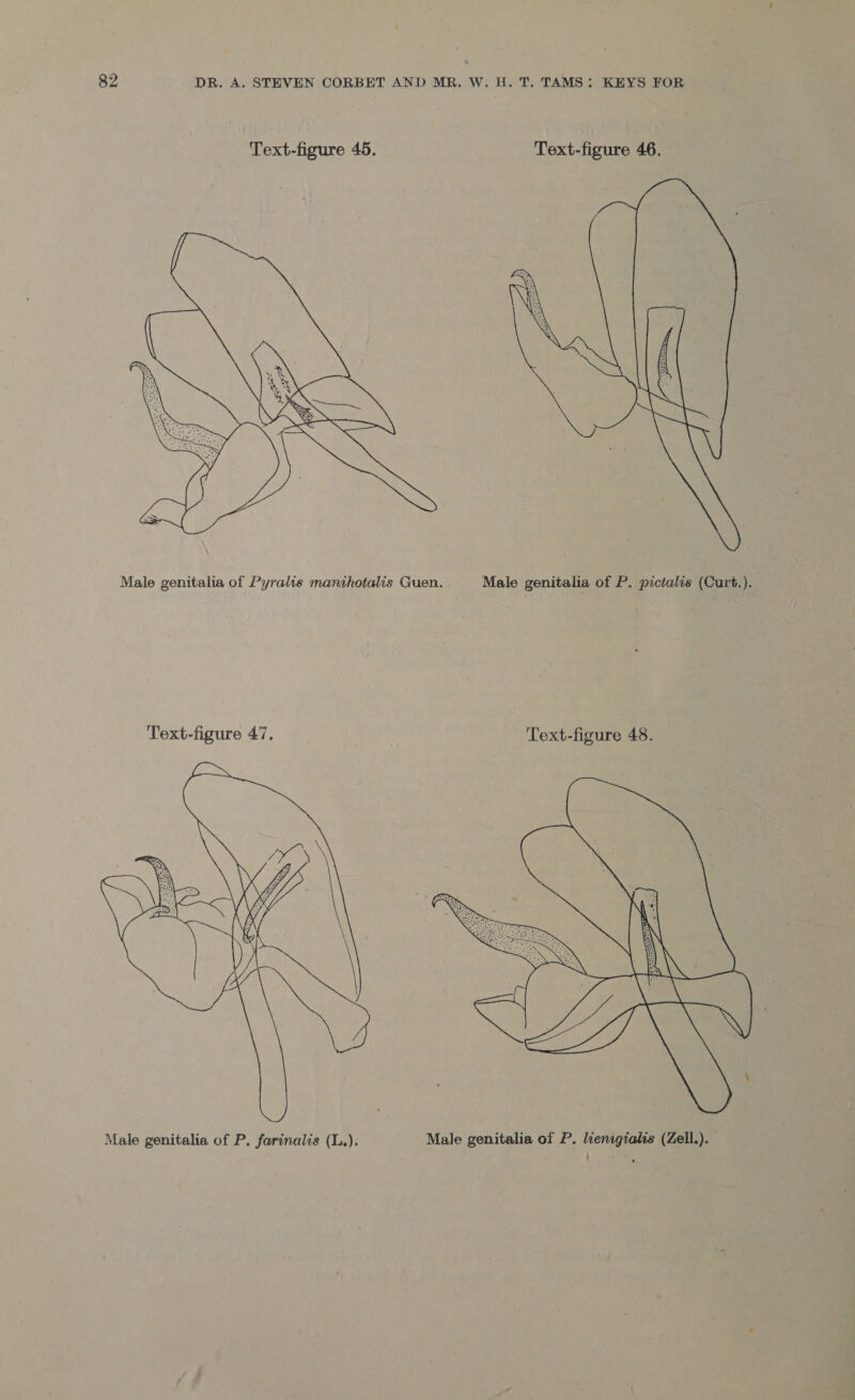  Male genitalia of Pyralie manthotalis Guen. Male genitalia of P. pictalis (Curt.). Text-figure 47, Text-figure 48. 