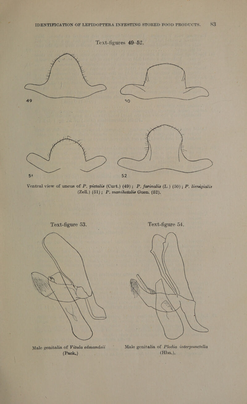 Text-figures 49-52.   5) 52 Ventral view of uncus of P, pictalis (Curt.) (49); P. farinalis (L.) (50); P. ienigialis (Zell.) (51); P. manihotalis Guen, (52). Text-figure 53. Text-figure 54. 