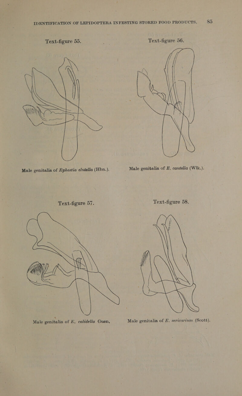 Text-figure 55. ya Text-figure 56.  Male genitalia of Hphestia elutella (Hbn.). Male genitalia of H. cautella (Wlk.). Text-figure 57. Text-figure 58.  Male genitalia of H, calidella Guen, Male genitalia of HZ. sericarium (Scott).