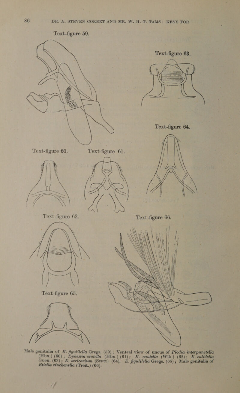 Text-figure 63.  Text-figure 64.  Text-figure 60. Text-figure 61. Text-figure 66. Luella zinckenella (Treit.) (66).