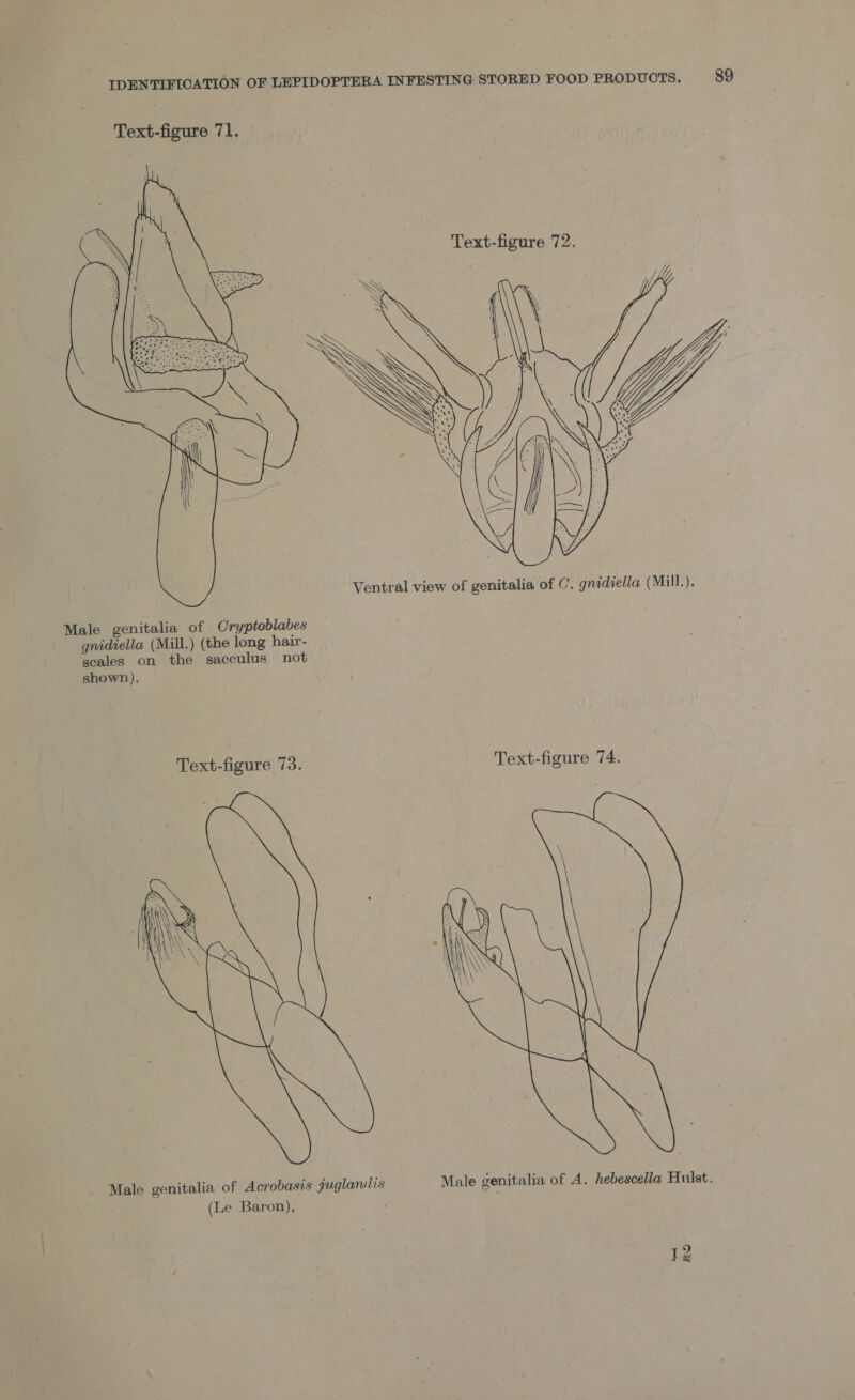     Text-figure 72. Ventral view of genitalia of C. gnidiella (Mill.), Male genitalia of Cryptoblabes gnidiella (Mill.) (the long hair- scales on the sacculus not shown). Text-figure 73. | Text-figure 74.  Male genitalia of Acrobasis juglandis Male genitalia of A. hebescella Hulst. (Le Baron), 12