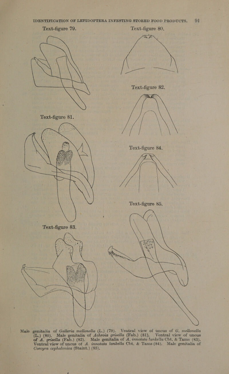 Text-figure 79. . Text-figure 80.  tae ea oe Text-figure 82.     for for . J oy { Ws i) f Cit iy THY NY — ve ve Text-figure 84.       Male genitalia of Galleria mellonelia (L.) ( 79). Ventral view of uncus of G. mellonella (L.) (80). Male genitalia of Achroia grisella (Fab.) (81). Ventral view of uncus of A. grisella (Fab.) (82). Male genitalia of A. innotata lankella Cbt. &amp; Tams (83). Ventral view of uncus ot A. innotata lankella Cbt. &amp; Tams (84). Male genitalia of Corcyra cephalonica (Staint.) (85).