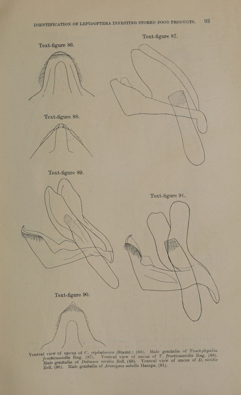  Text-figure 88.  Text-figure 89. Text-figure 91.  - Text-figure 90.  Ventral view of uncus of (. cephalonica (Staint.) (86).