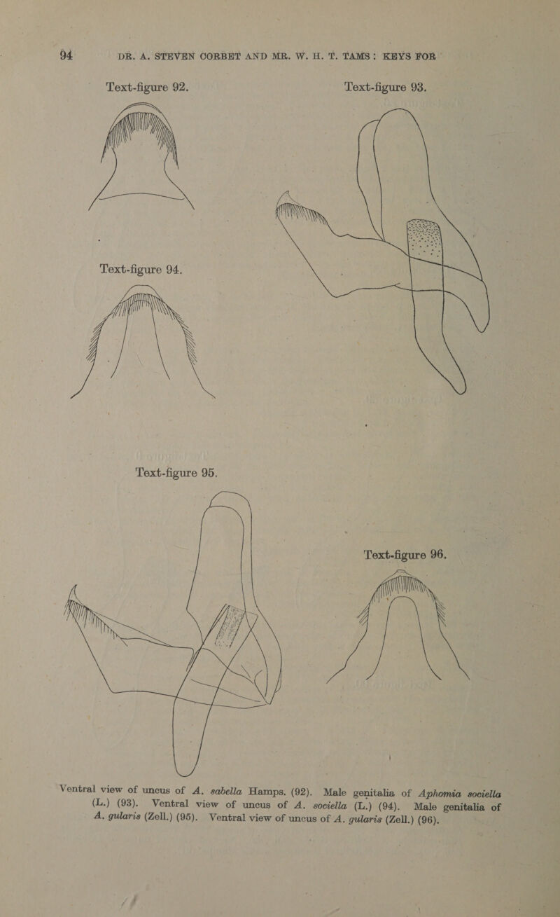 Text-figure 92. Text-figure 93.  Text-figure 95. Text-figure 96.  Ventral view of uncus of A. sabella Hamps. (92). Male genitalia of Aphomia sociella (L.) (93). Ventral view of uncus of A. sociella (L.) (94). Male genitalia of A, gularis (Zell.) (95). Ventral view of uncus of A. gularis (Zell.) (96).