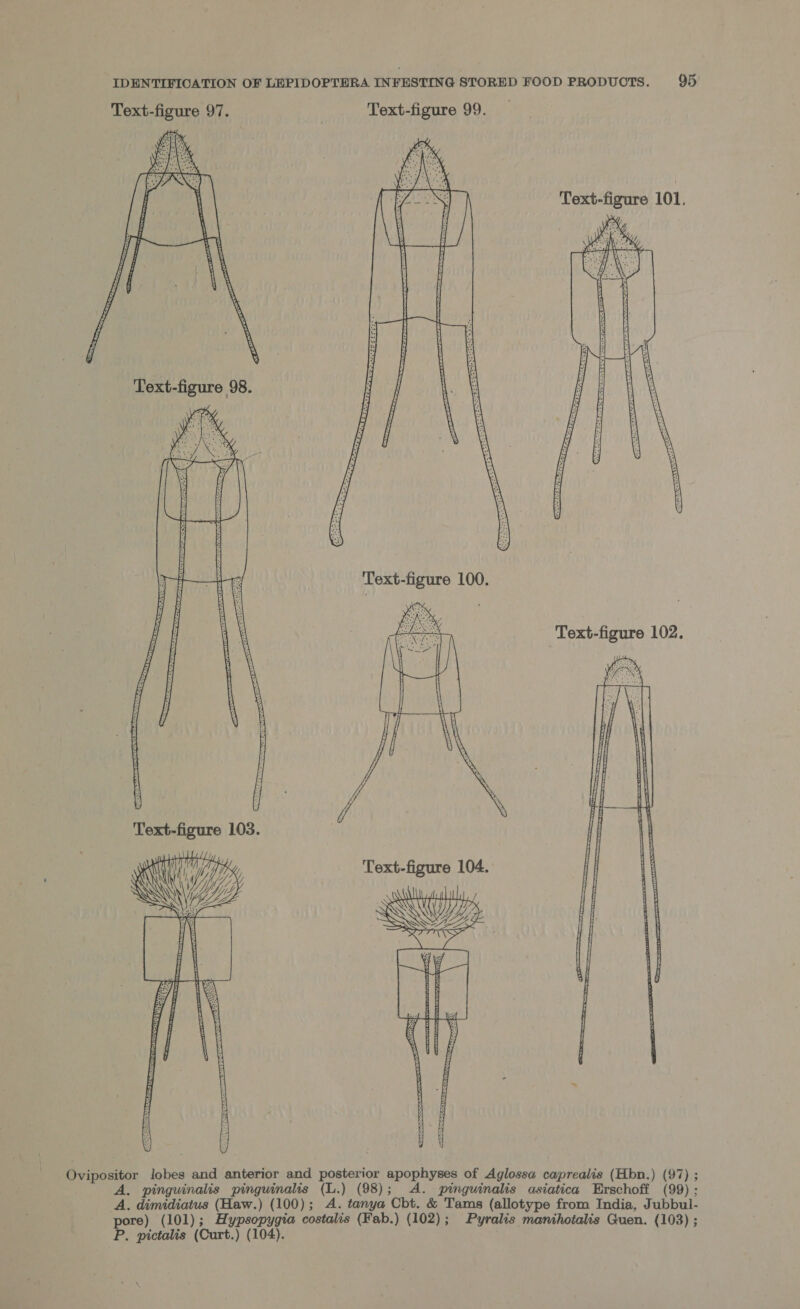  Text-figure 101. Text-figure 100.  Text-figure 103.  Ovipositor lobes and anterior and posterior apophyses of Aglossa caprealis (Hbn.) (97) ; A. pinguinalis pinguinalis (L.) (98); A. pinguinalis asiatica Erschoff (99) : A. dimidiatus (Haw.) (100); A. tanya Cbt. &amp; Tams (allotype from India, Jubbul- pore) (101); Hypsopygia costalis (Fab.) (102); Pyralis manihotalis Guen. (103) ; P. pictalis (Curt.) (104).