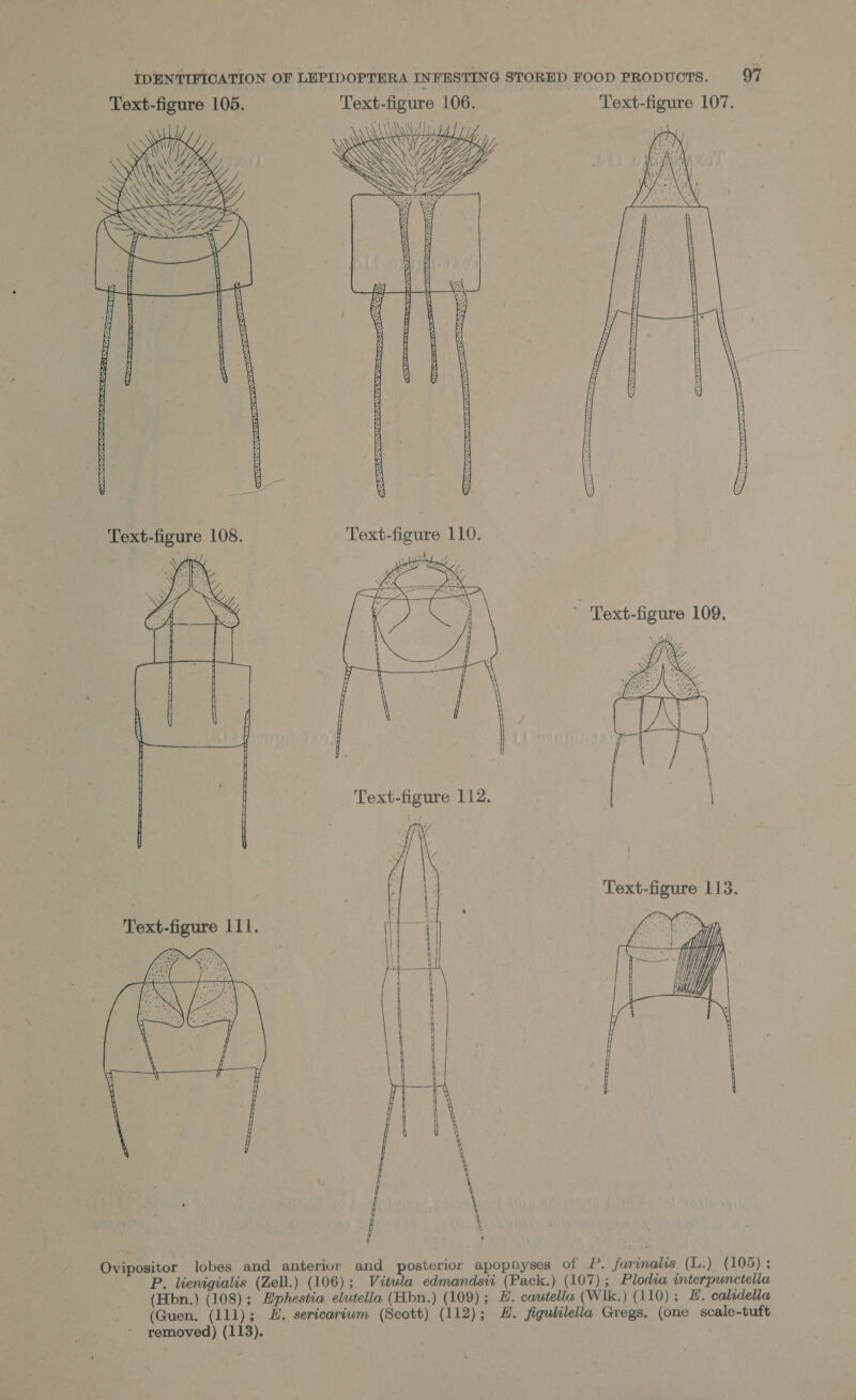 Text-figure 105. Text-figure 106. Text-figure 107. \ \\\\y\ tt ly   Text-figure 110. , Text-figure 109. Ovipositor lobes and anterior and posterior apophyses of P. farinalis (L.) (105); P. lienigialis (Zell.) (106); Vitula edmandsvi (Pack.) (107) ; Plodia interpunctella (Hbn.) (108); Ephestia elutella (Hbn.) (109); H. cautella (Wlk.) (110); EH. calidella (Guen. (111); H. sericariwm (Scott) (112); H. figulilella Gregs. (one scale-tuft removed) (113). |