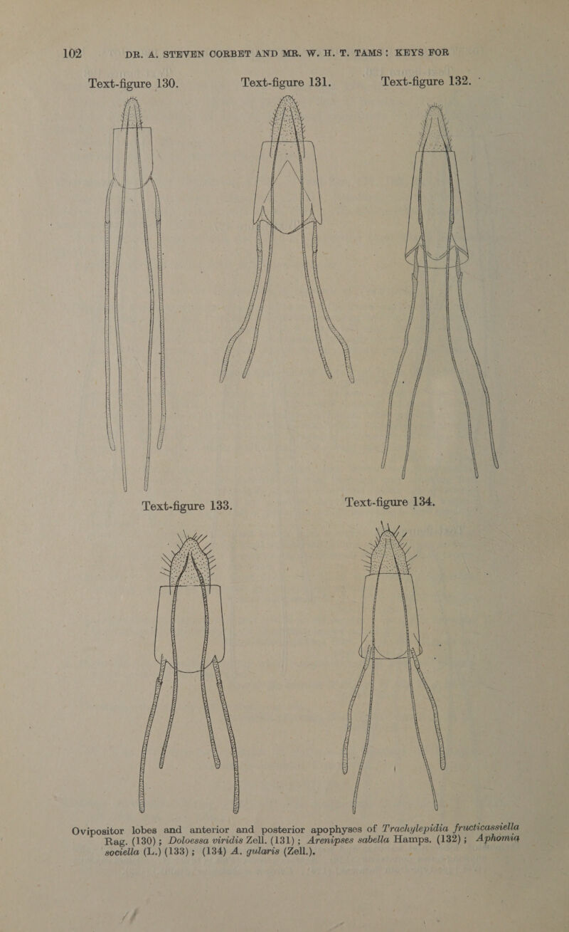 Text-figure 130. Text-figure 131. Text-figure 132. °        Text-figure 133. * Text-figure 134.   Ovipositor lobes and anterior and posterior apophyses of Trachylepidia fructicassiella Rag. (130); Doloessa viridis Zell. (131); Arenipses sabella Hamps. (132) ; Aphomia sociella (L.) (133) ; (1384) A. gularis (Zell.), }