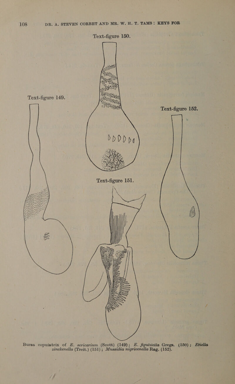  Bursa copulatrix of EH. sericarium (Scott) (149); H. figulitetla Gregs. (150) ; Etiella. zinckenella (Treit.) (151); Mussidia nigrivenella Rag. (152).