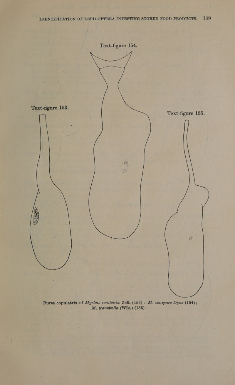  Bursa copulatrix of Myelois ceratonix Zell. (153); M. venipars Dyar (154) ; M., transitella (Wik.) (155).