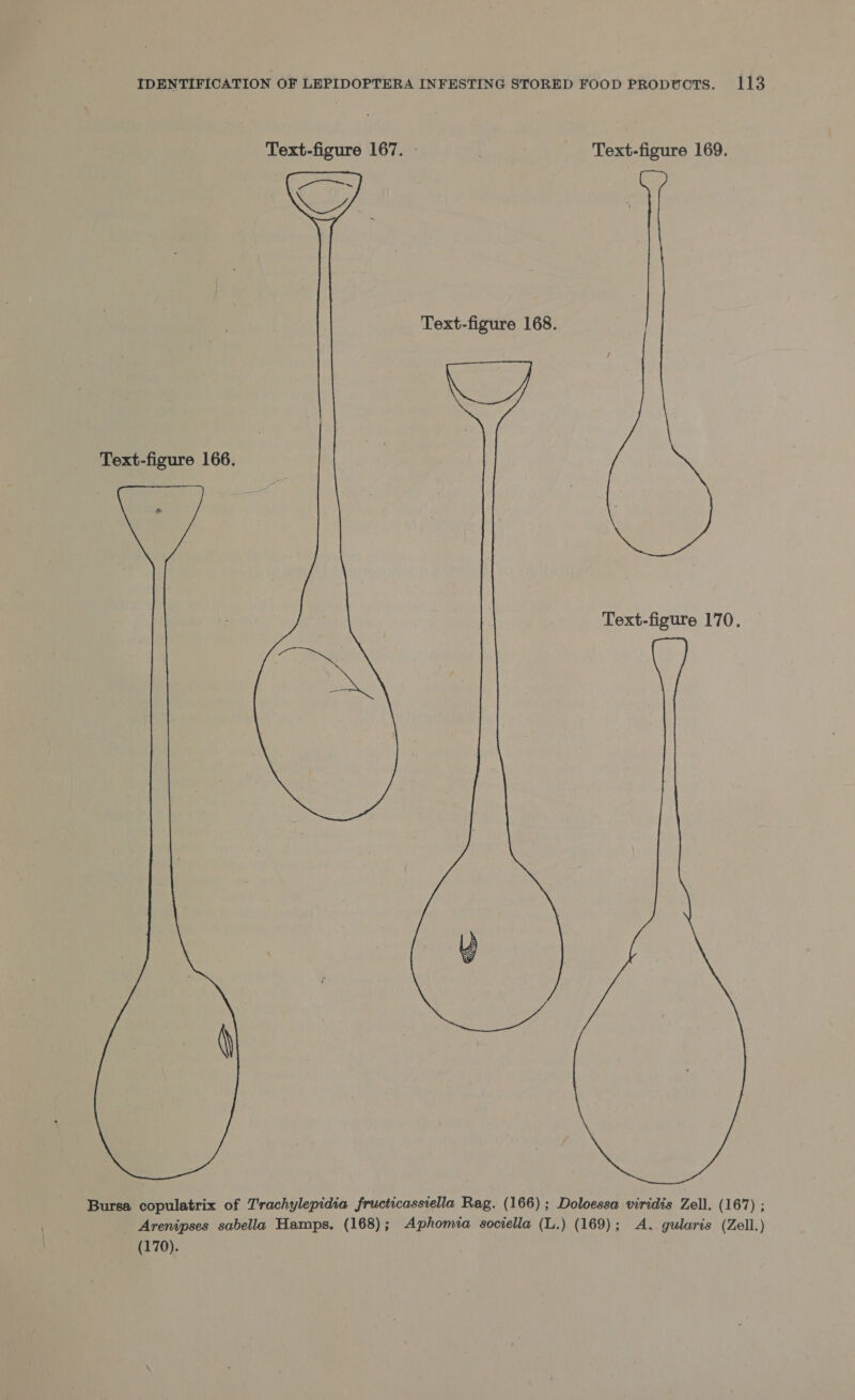 Text-figure 167. — . Text-figure 169.  Text-figure 170.  Bursa copulatrix of Trachylepidia fructicassiella Rag. (166); Doloessa viridis Zell. (167) ; _ Arenipses sabella Hamps. (168) ; Aphomia sociella (L.) (169); A. gularis (Zell.) (170).