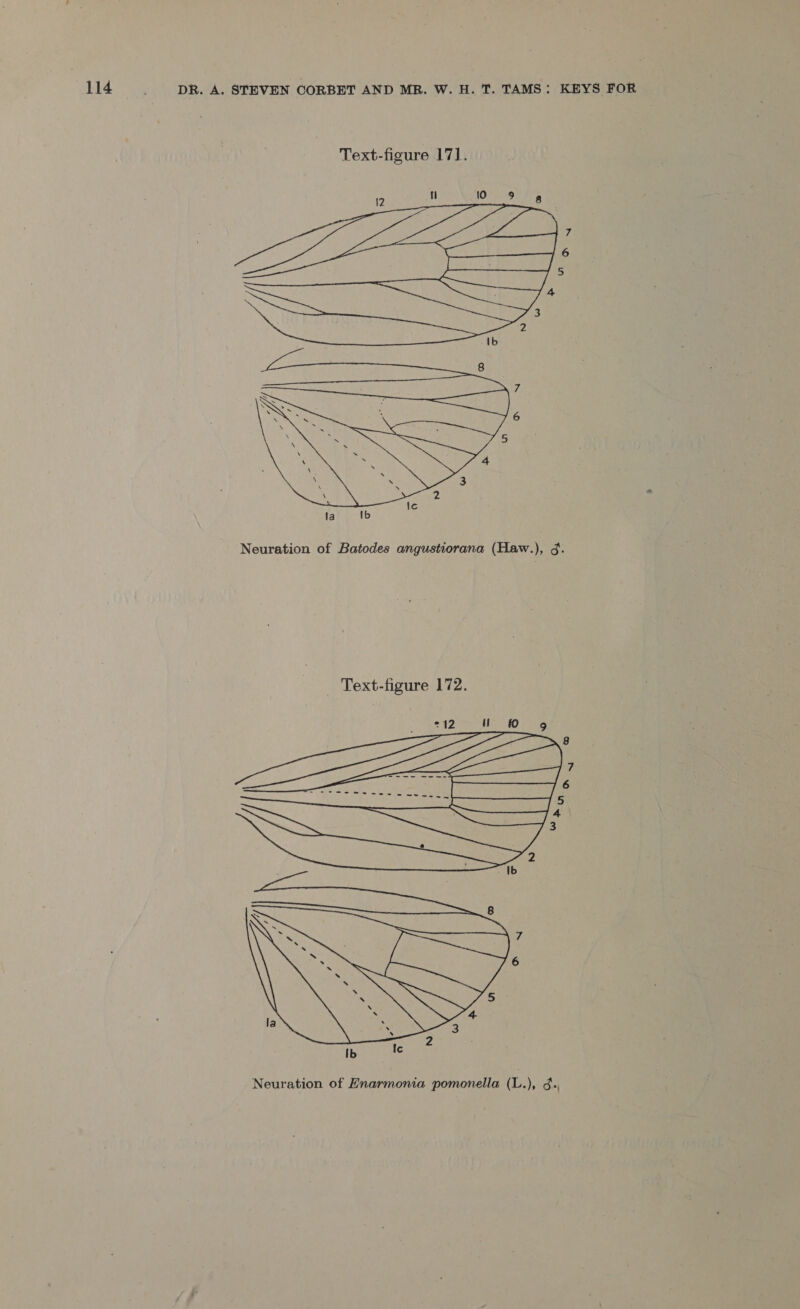  Neuration of Batodes angustiorana (Haw.), g. Text-figure 172. 212 ‘| = =fo 9 