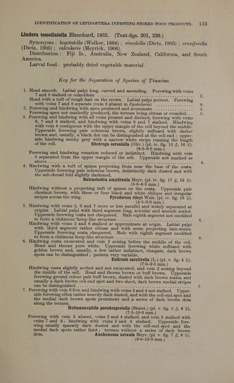 Lindera tessellatella Blanchard, 1852. (Text-figs. 201, 236.) Synonyms : bogotatella (Walker, 1864) ; simulella (Dietz, 1905) ; cruciferella (Dietz, 1905) ; calcularis (Meyrick, 1906). : Distribution: Fiji Is., Australia, New Zealand, California, and South America. Larval food : probably dried vegetable material. Key for the Separation of Species of Tinzina. 1, Head smooth. Labial palpi long, curved and ascending. Forewing with veins MPIC PEROTOCOINCICONY, , feo 0c eine Gu ace Pode vibes Rb lo cewddvcees's Head with a tuft of rough hair on the crown. Labial palpi porrect. Forewing with veins 7 and 8 separate (vein 8 absent in Spatularia) ................ 2. Forewing and hindwing with apex produced and acuminate ................. Forewing apex not markedly produced, the termen being obtuse or rounded... 3. Forewing and hindwing with all veins present and distinct, forewing with veins 6, 7 and 8 stalked, and hindwing with veins 6 and 7 stalked. Hindwing with vein 8 contiguous with the upper margin of the cell beyond the middle. Upperside forewing pale ochreous brown, slightly suffused with darker brown and, usually, a black dot can be distinguished at the cell-end : upper- side hindwing smoky grey with a narrow white stripe running the length of the cell. Sitotroga cerealella (Oliv.) (pl. iv. fig. 15 3, 16 9). : (6-0-9-0 mm.) Forewing and hindwing venation reduced or indistinct. Hindwing with vein 8 separated from the upper margin of the cell. Upperside not marked as Rel CER Me ttle Ve AMOR a itis a oid d's « sieecaie Cae ne Oh MS Cte oe Vicks walk 4, 4. Hindwing with a tuft of spines projecting from near the base of the costa.. Upperside forewing pale ochreous brown, indistinctly dark dusted and with the sub-dorsal fold slightly darkened. Batrachedra amydraula Meyr. (pl. iv. fig. 17 3, 18 9). (5-0—6-5 mm.) Hindwing without a projecting tuft of spines on the costa. Upperside pale chestnut brown, with three or four black and white oblique and irregular stripes across the wing. Pyroderces rileyi Wals. (pl. iv. fig. 18 9). . (4-5—-5-0 mm.) 5. Hindwing with veins 5, 6 and 7 more or less parallel and widely separated at origins. Labial palpi with third segment long, acicular and smooth scaled. Upperside forewing costa not chequered. Male eighth segment not modified to form a chitinous,*hoop-like structure ..... 0.0.0. ..cc cece cece cee cccsces Gs Hindwing with veins 5 and 6 stalked or approximate at origin. Labial palpi with third segment rather obtuse and with some projecting hair-scales. Upperside forewing costa chequered. Male with eighth segment modified wo .0rmy a chitinous hoop-like structure . &gt;). 06 ves os ce oak oho d sé neleetcecece. 8. 6. Hindwing costa excavated and vein 2 arising before the middle of the cell. Head and thorax pure white. Upperside forewing white suffused with golden brown and, usually, a few rather indistinct, elongate, dark brown spots can be distinguished ; pattern very variable. Endrosis sarcitrella (L.) (pl. v. fig. 4 9). : (7-0—9-5 mm.) Hindwing costa slightly arched and not excavated, and vein 2 arising beyond the middle of the cell. Head and thorax brown or buff brown. Upperside forewing ground colour pale buff brown, dusted with dark brown scales, and usually a dark brown cell-end spot and two short, dark brown medial stripes ee MPU IRMONT 3. (p.. 0s « ole aaain tn Aare ee ame tar eet rian rae ee ew lg 7. Forewing with vein 9 free and hindwing with veins 3 and 4 not stalked. Upper- side forewing often rather heavily dark dusted, and with the cell-end spot and the medial dark brown spots prominent and a series of dark brown. dots along the termen. Hofmannophila pseudospretella (Staint.) (pl. v. fig. 5 g, 6 9). . (7-5-10-0 mm.) Forewing with vein 3 absent, veins 2 and 4 stalked, and vein 9 stalked with veins 7 and 8; hindwing with veins 3 and 4 stalked. Upperside fore- wing usually sparsely dark dusted and with the cell-end spot and the | medial dark spots rather faint ; termen without a series of dark brown dots, Anchonoma xeraula Meyr. (pl. v. fig. 7 3, 8 9). (9-0-13-0 mm.) rw © bo