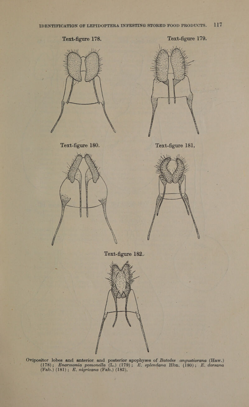 Text-figure 178. Text-figure 179.  Ovipositor lobes and anterior and posterior apophyses of Batodes angustiorana (Haw.) (178) ;. Enarmonia pomonella (L.) (179); H. splendana Hbn. (180); L. dorsana (Fab.) (181); H. nigricana (Fab,) (182),