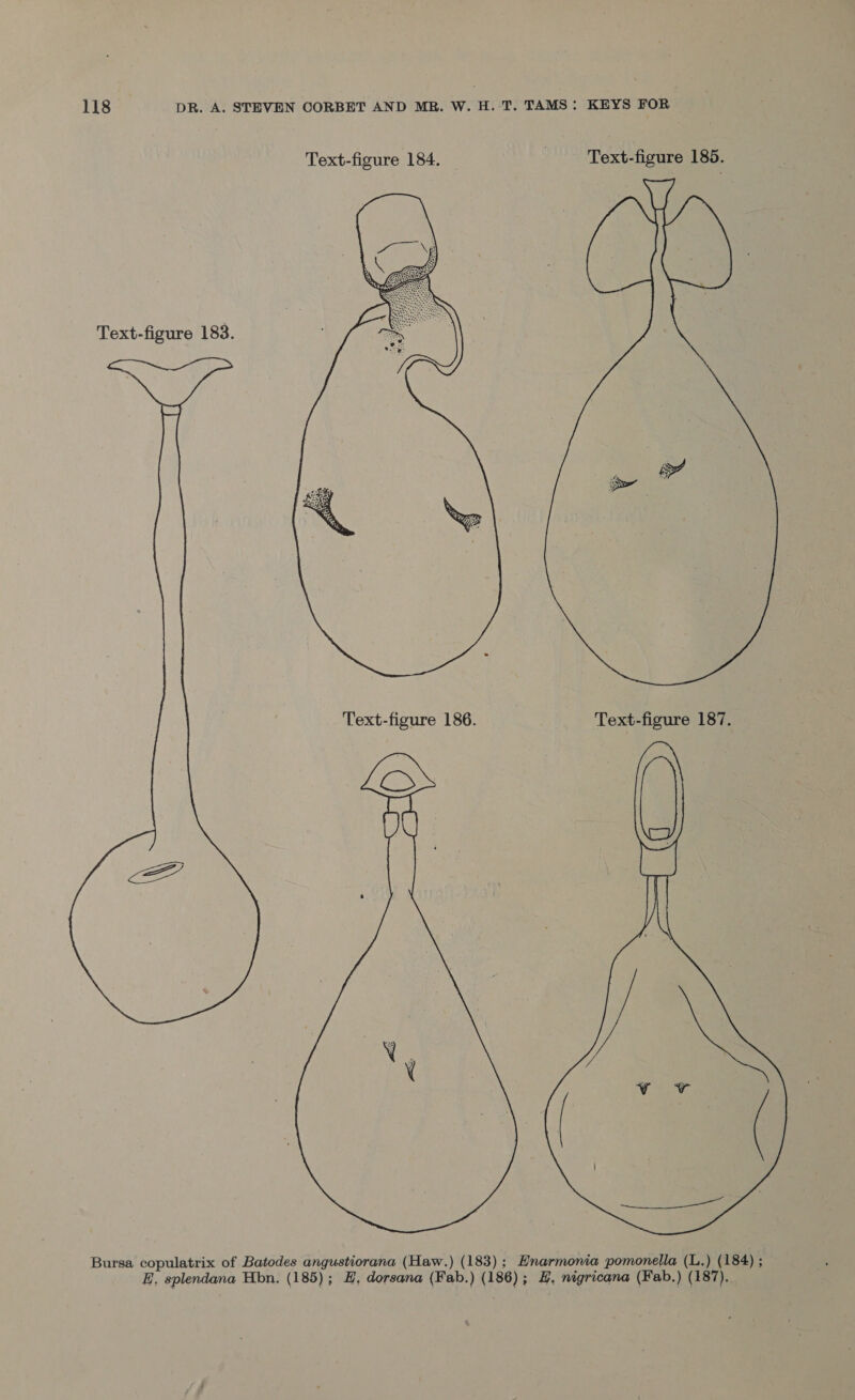  Bursa copulatrix of Batodes angustiorana (Haw.) (183); Hnarmonia pomonella (L.) (184) ; E. splendana Hbn,. (185); H, dorsana (Fab.) (186); #, nigricana (Fab.) (187).