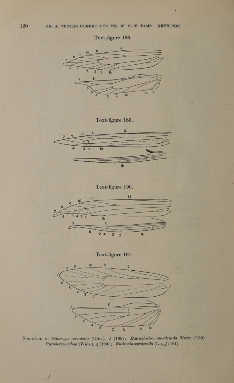   Neuration of Sitotroga cerealella (Oliv.), 2 (188); Batrachedra amydraula Meyr. (189): Pyroderces rileyi (Wals.), ¢ (190); Hndrosis sarcitrella (L.), § (191).