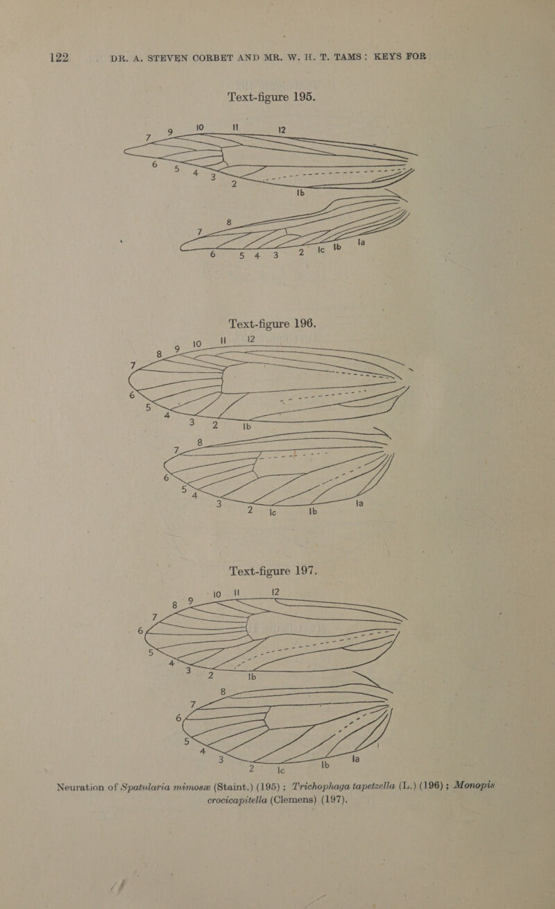  - Text-figure 196. 10 Haat ol2  Neuration of Spatularia mimose (Staint.) (195); T'richophaga tapetzella (L.) (196) ; Monopis crocicapitella (Clemens) (197).