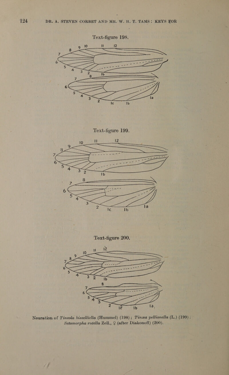  Neuration of Tineola bisselliella (Hummel) (198); Tinzxa pellionella (L.) (199) ; Setomorpha rutella Zell., 9 (after Diakonoff) (200).